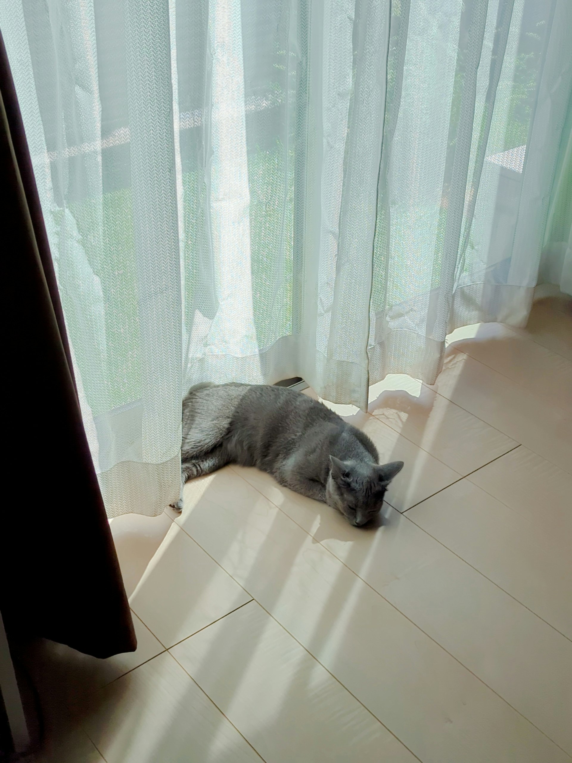 kucing abu-abu beristirahat di dekat gorden