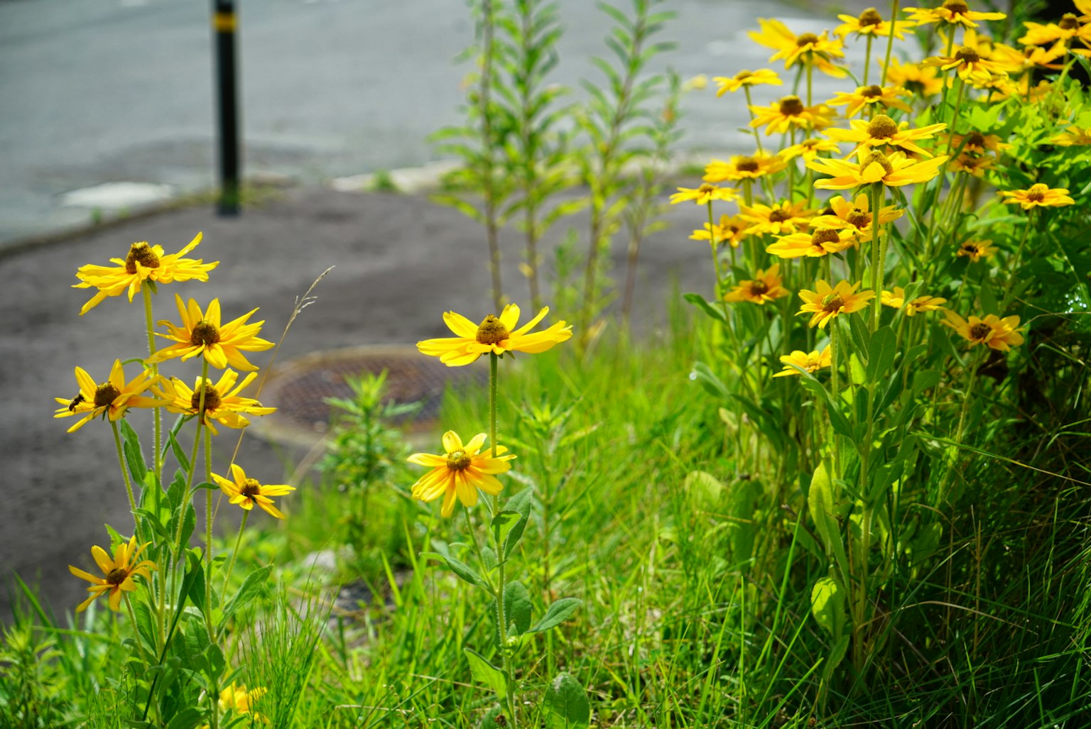 Eine lebendige Darstellung von gelben Blumen in einem grasbewachsenen Bereich