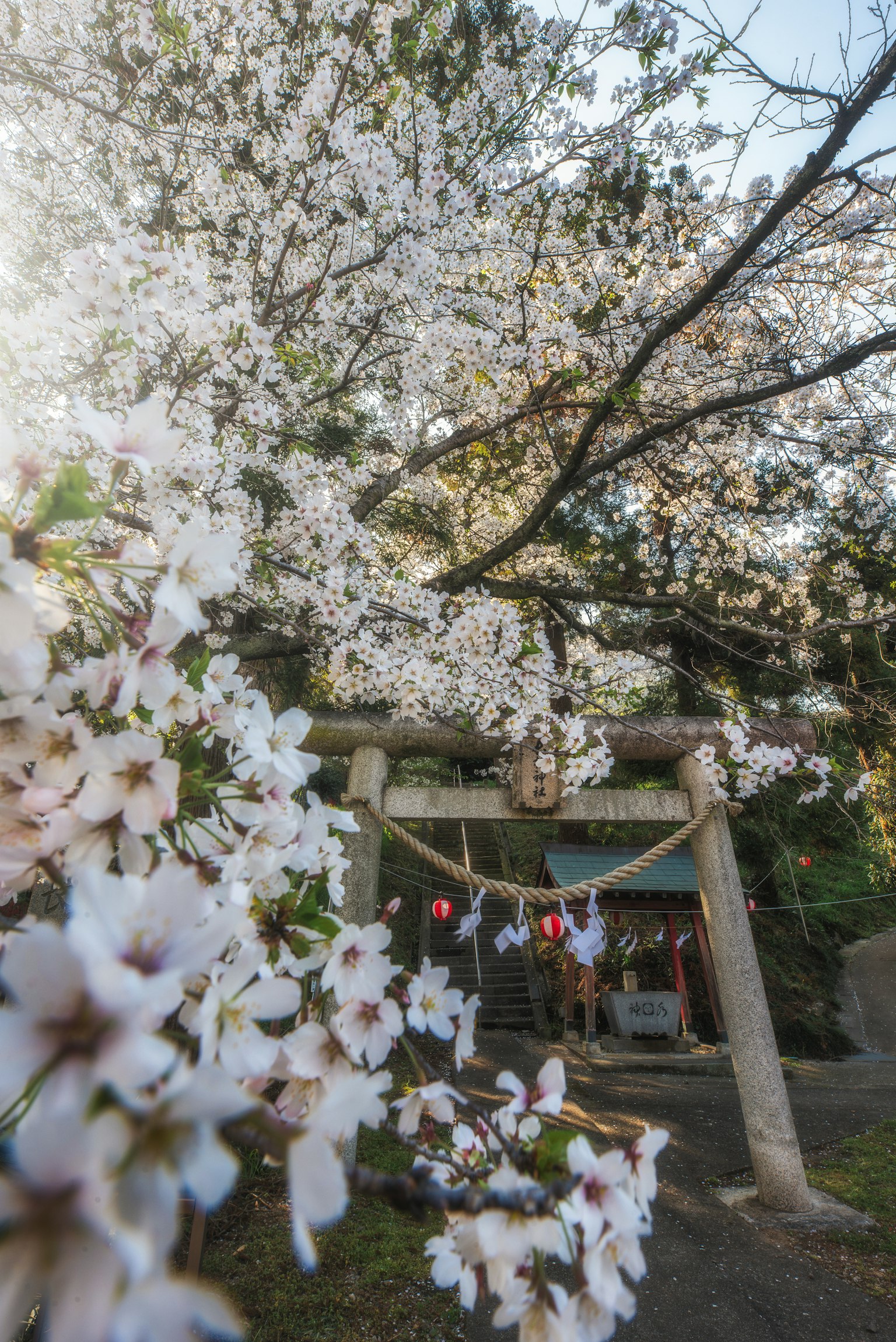 Cherry blossoms framing a torii gate at a shrine