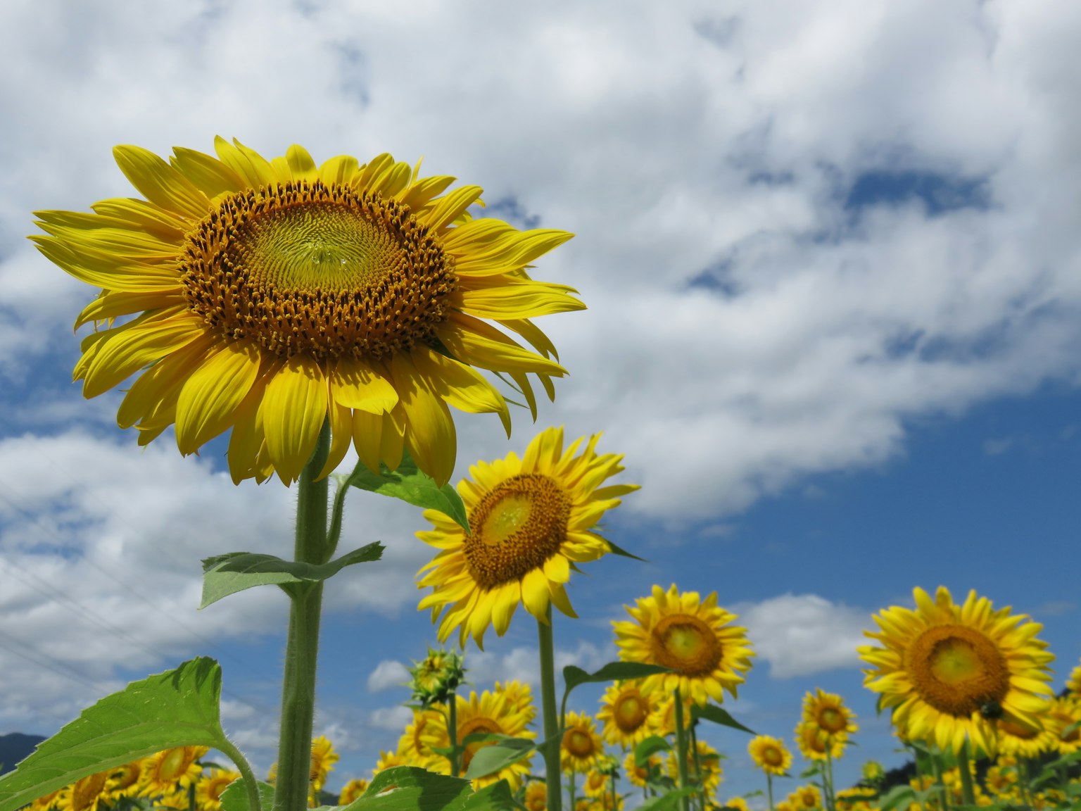 Feld von Sonnenblumen unter einem blauen Himmel