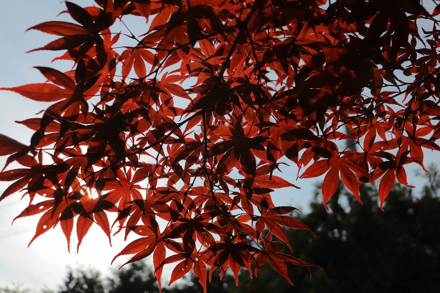 Branches d'un érable japonais avec des feuilles rouges vives