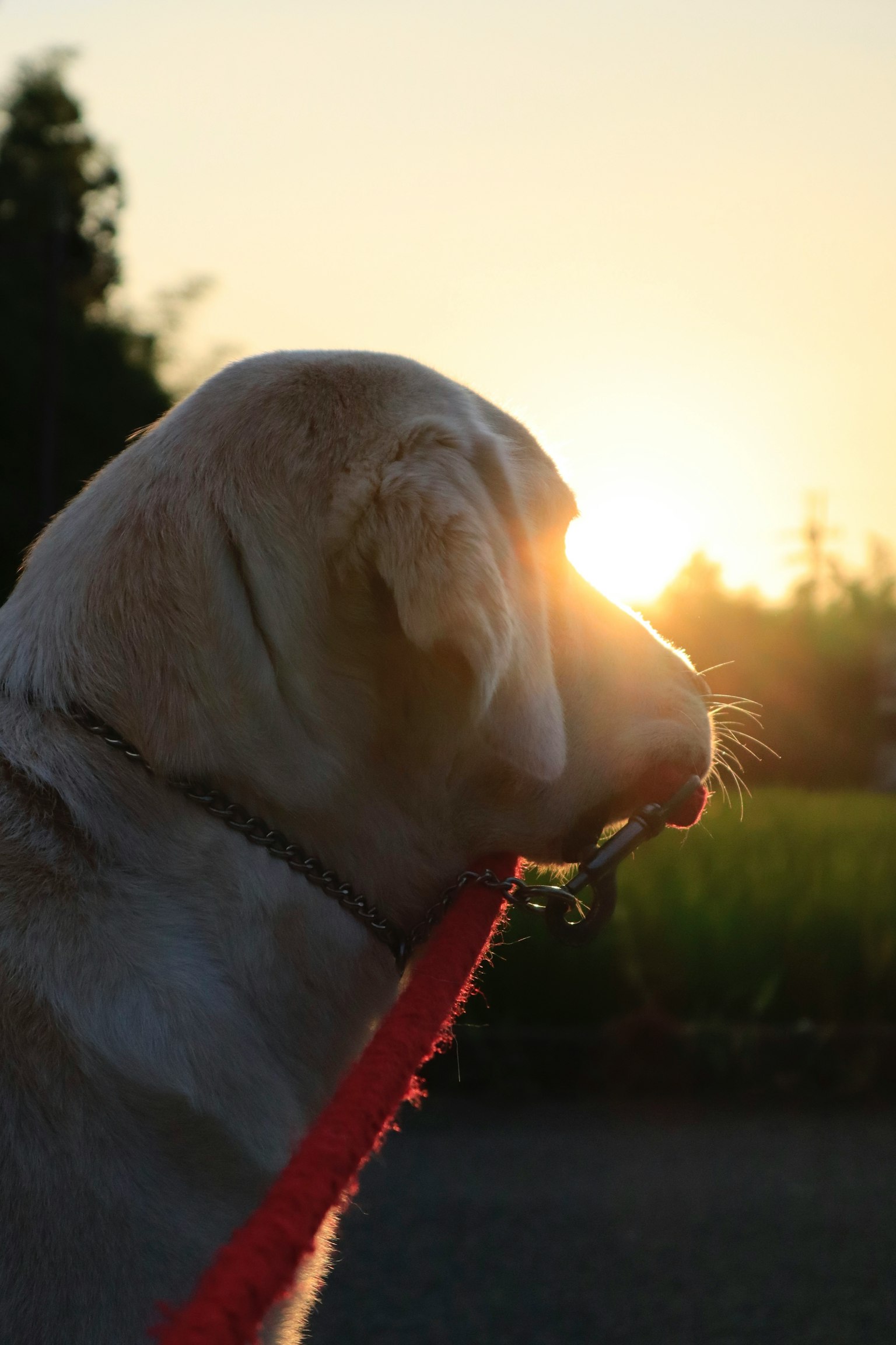 Profil eines Hundes vor einem Sonnenuntergang mit einer Leine