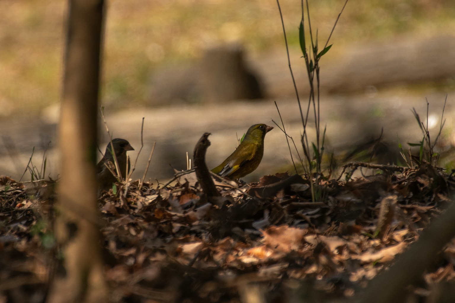 Oiseau vert dans un cadre forestier entouré de feuilles sèches