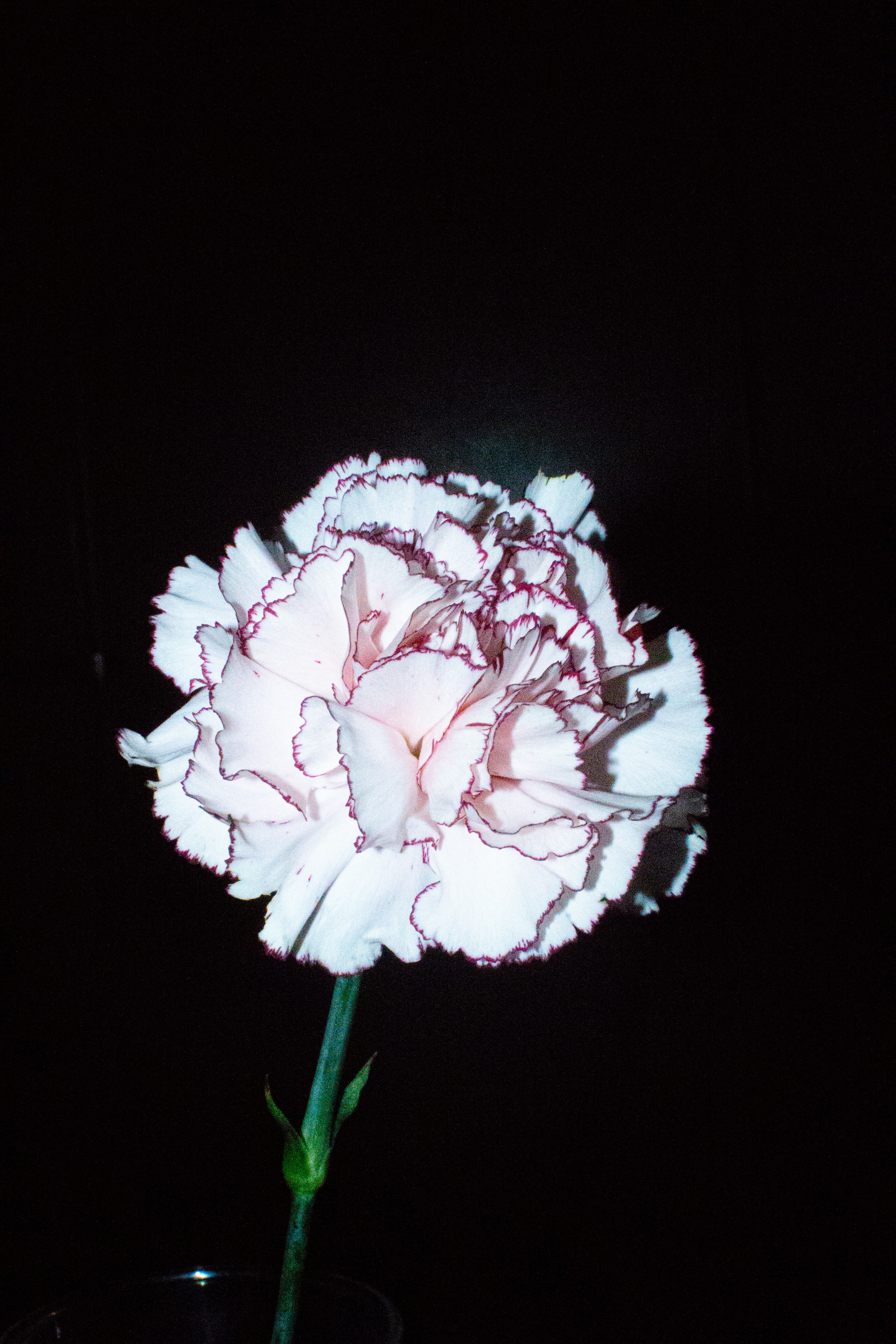 fiore di garofano bianco su sfondo scuro notturno