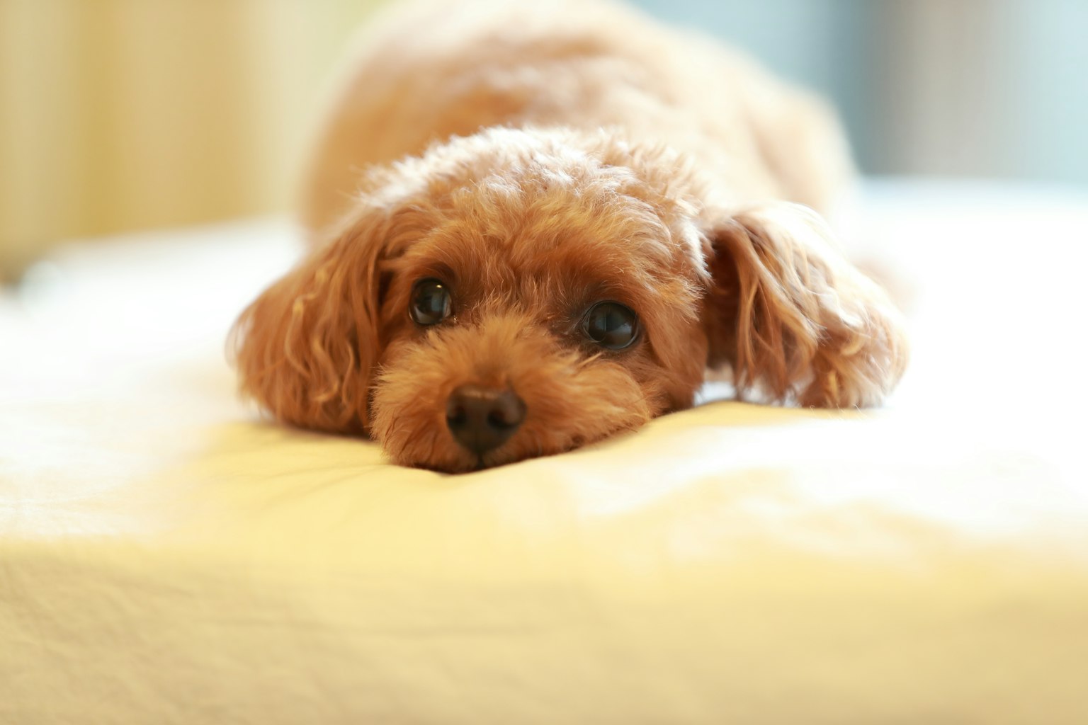Un petit chien brun couché tranquillement avec la tête reposée sur une surface blanche