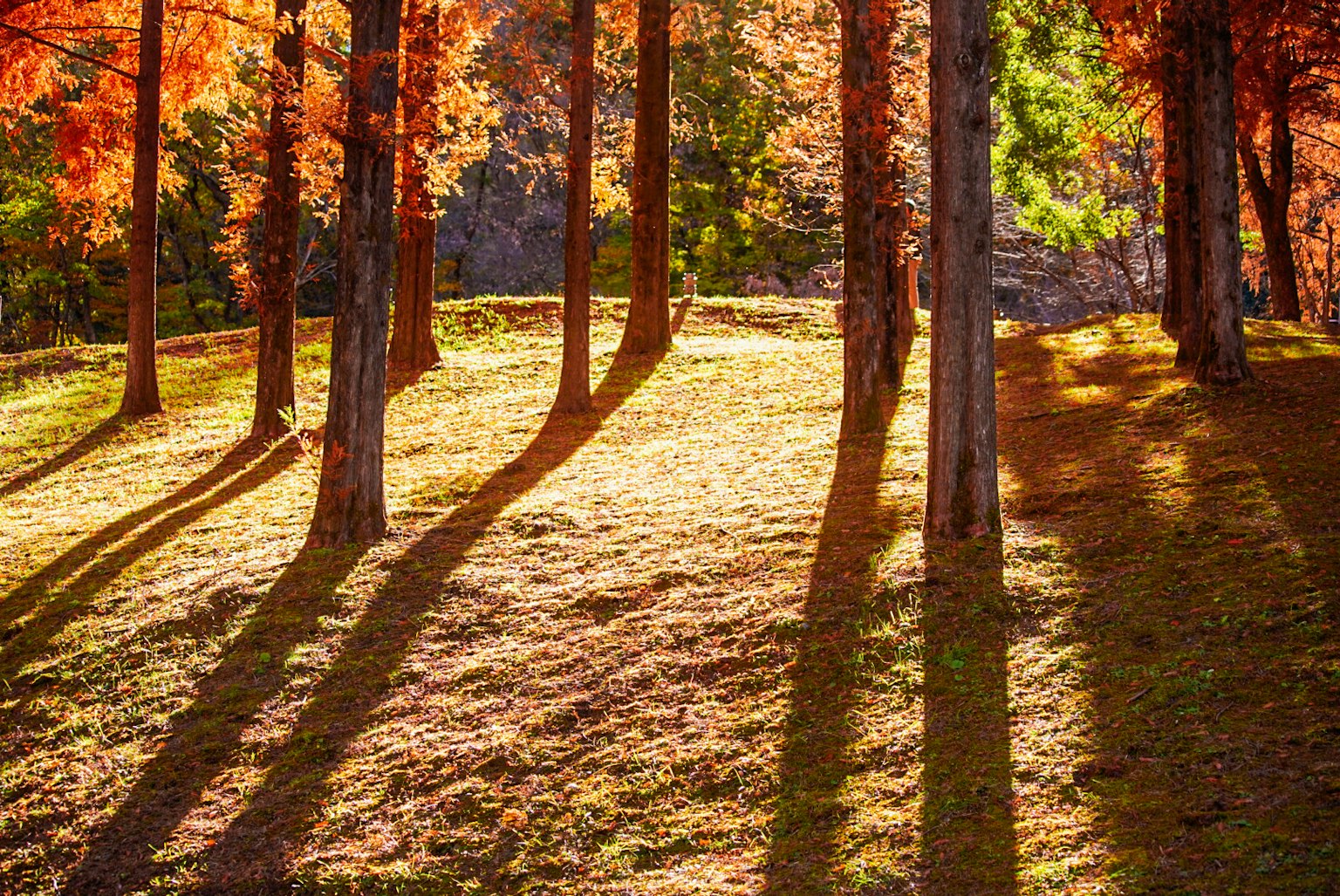 Scena forestale con foglie autunnali e lunghe ombre degli alberi