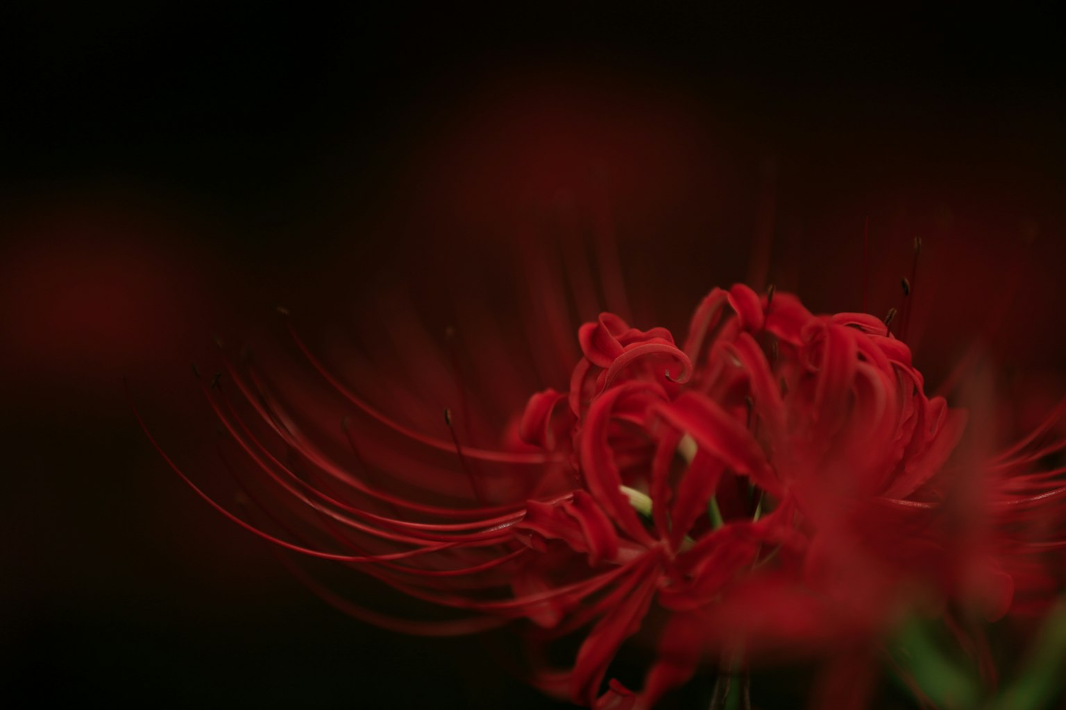 Close-up bunga spider lily merah dengan latar belakang gelap