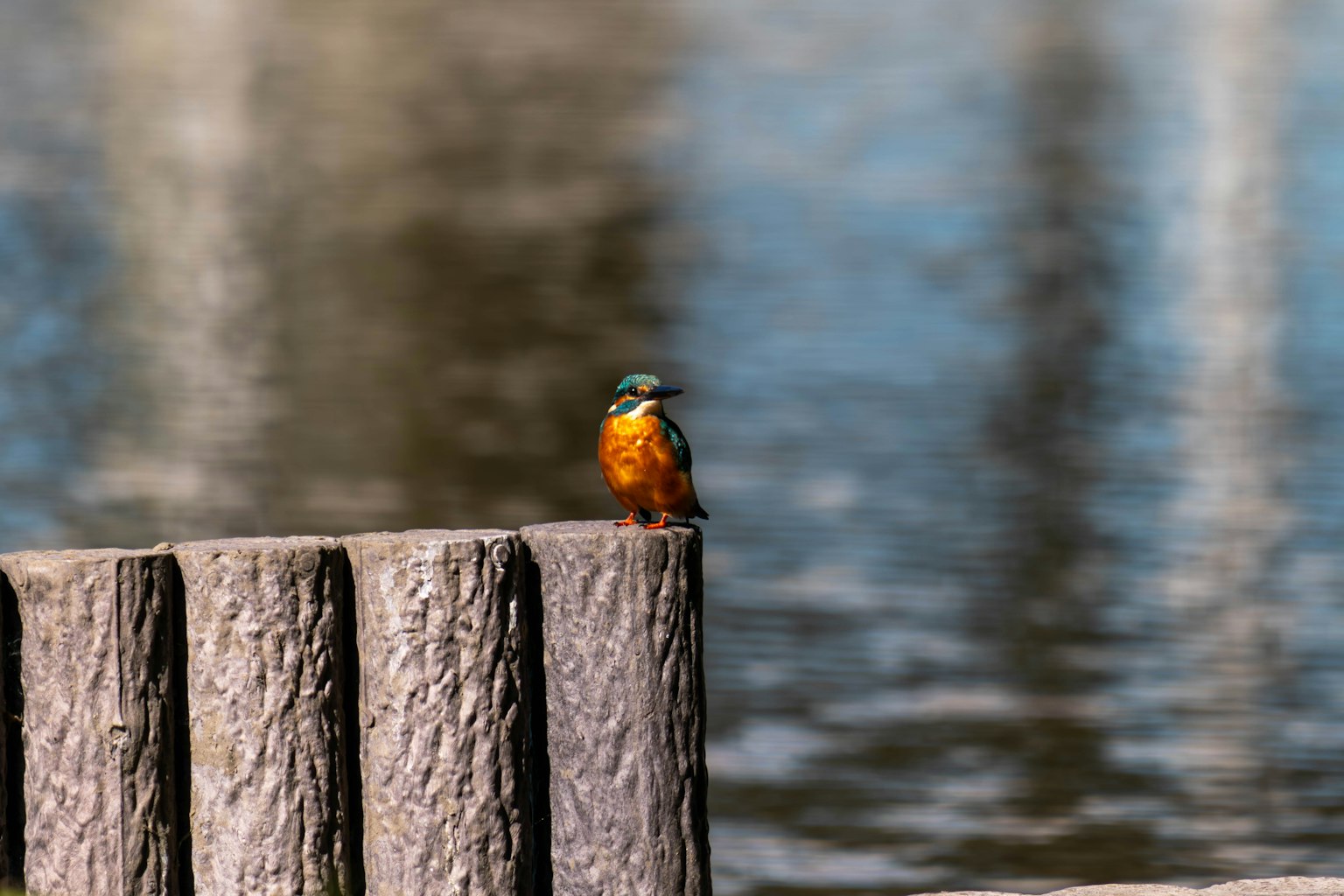 A colorful bird perched on a wooden post by the water