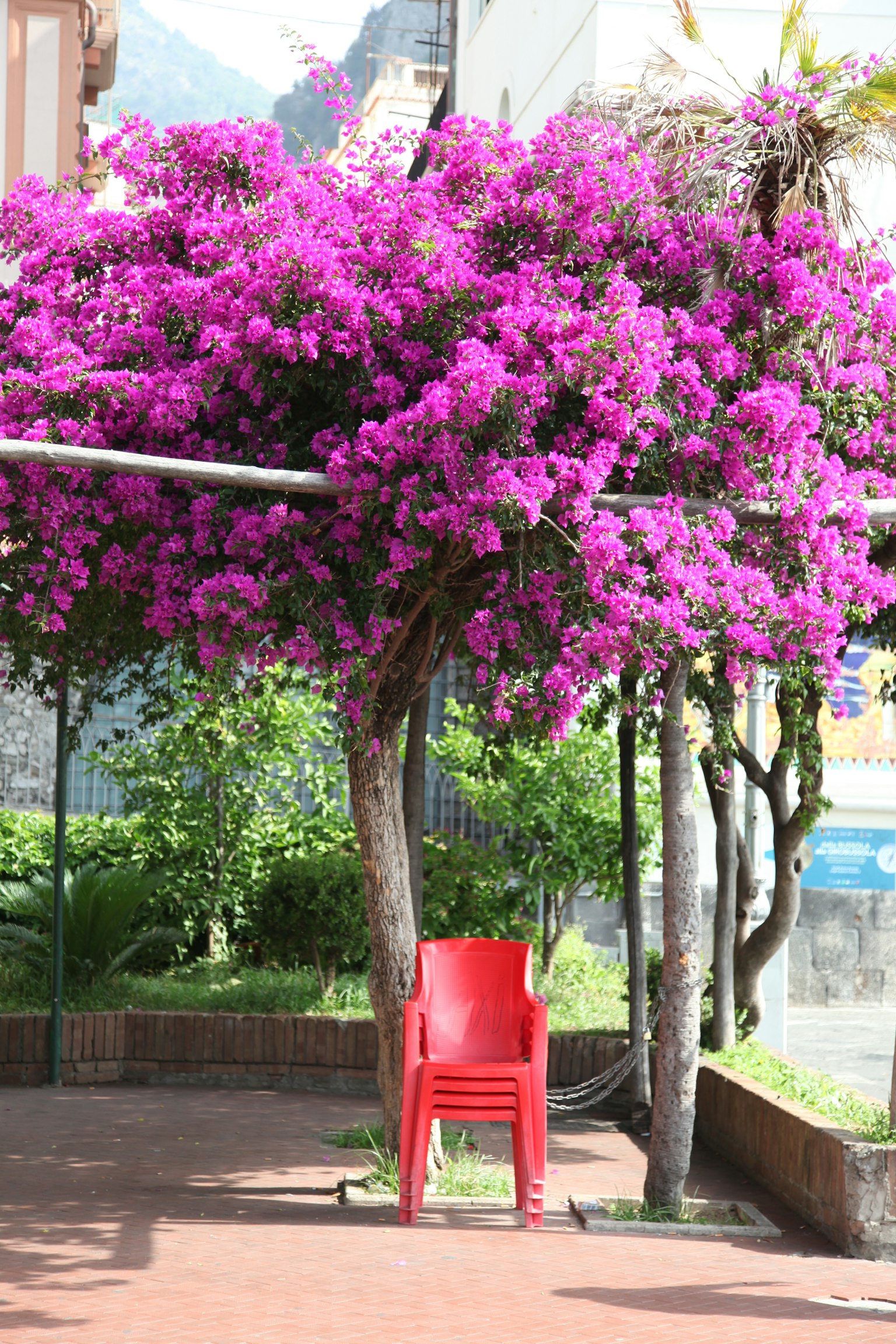 Paesaggio con una sedia rossa e un albero di bougainvillea con fiori viola vivaci