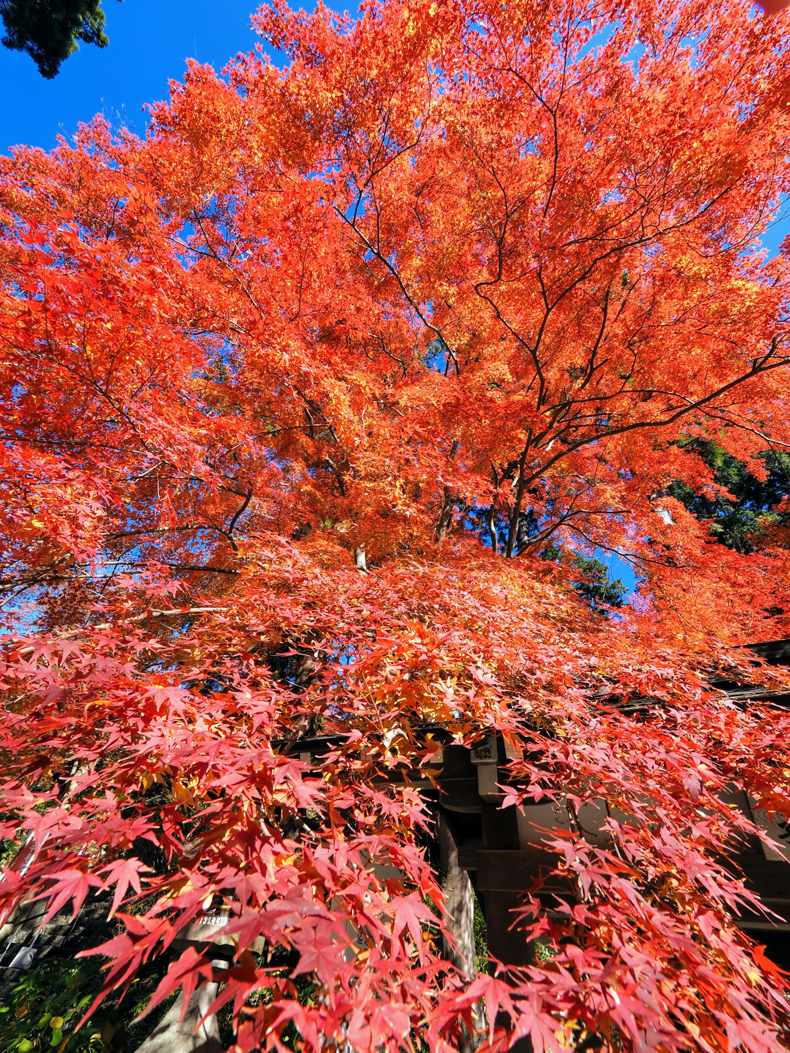 Arbre d'érable vibrant avec des feuilles rouges brillantes sous un ciel bleu clair