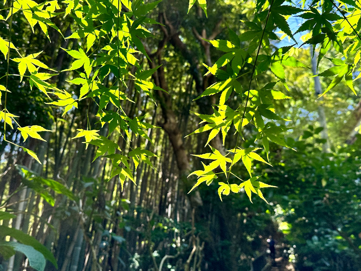 Bambú verde exuberante y hojas en un entorno sereno