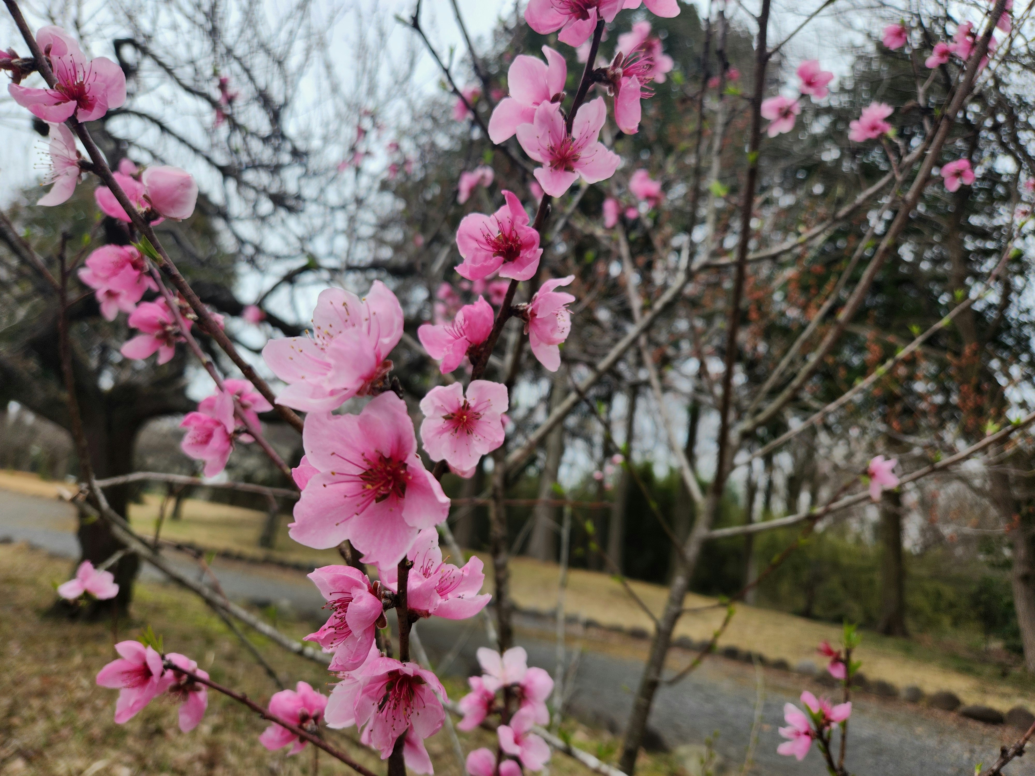 桃の木に咲くピンクの桃の花のアップ