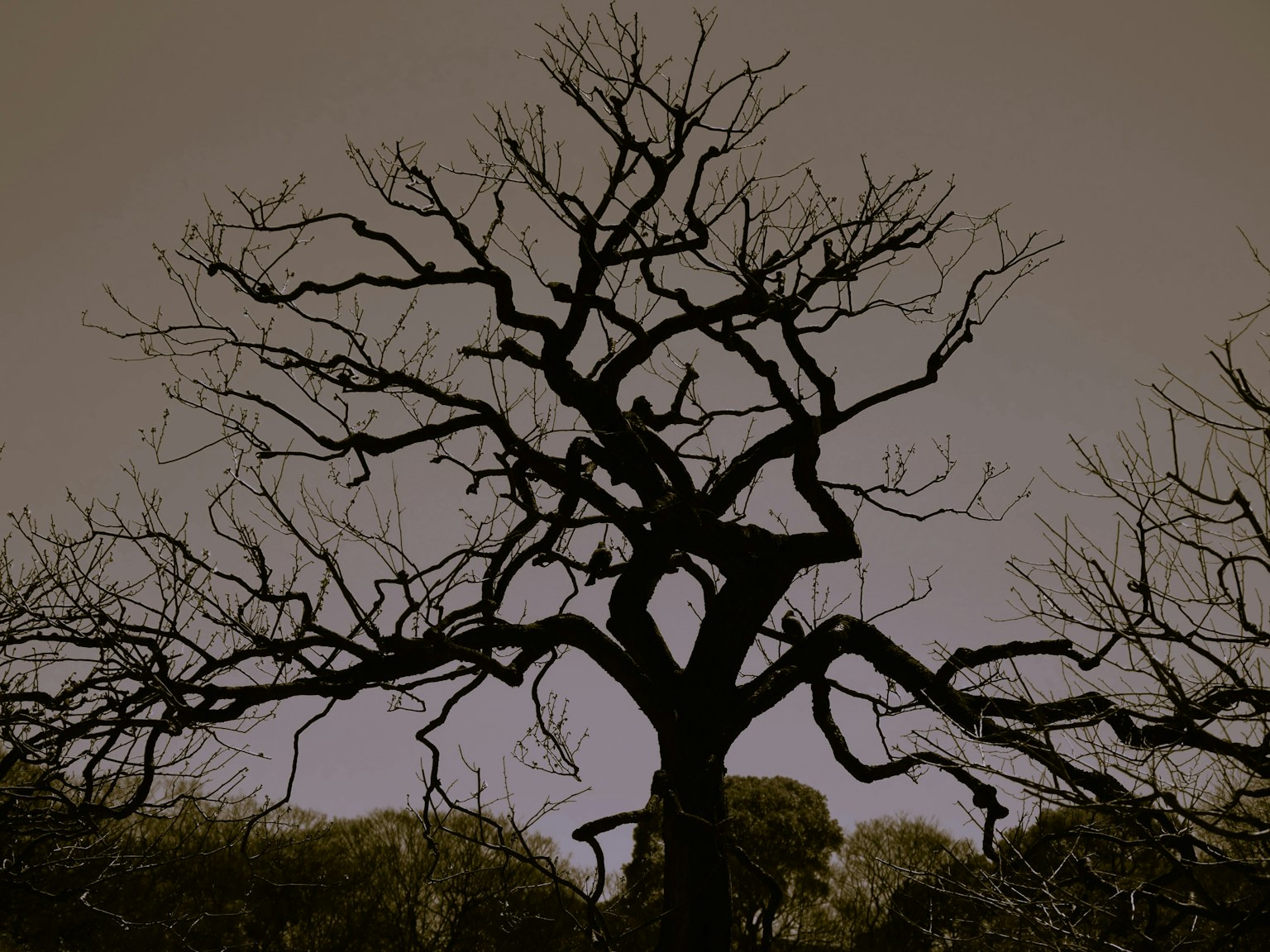 Silhouette of a bare tree against a muted sky