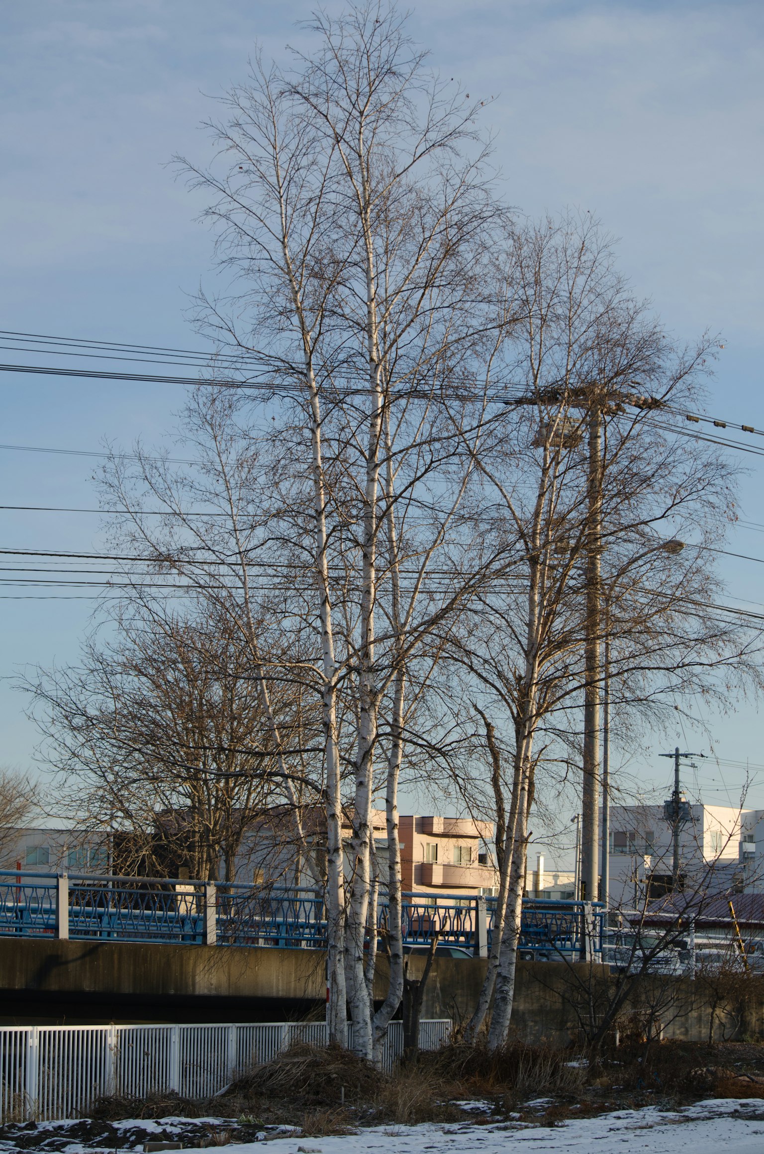 Betulle in un paesaggio invernale con linee elettriche