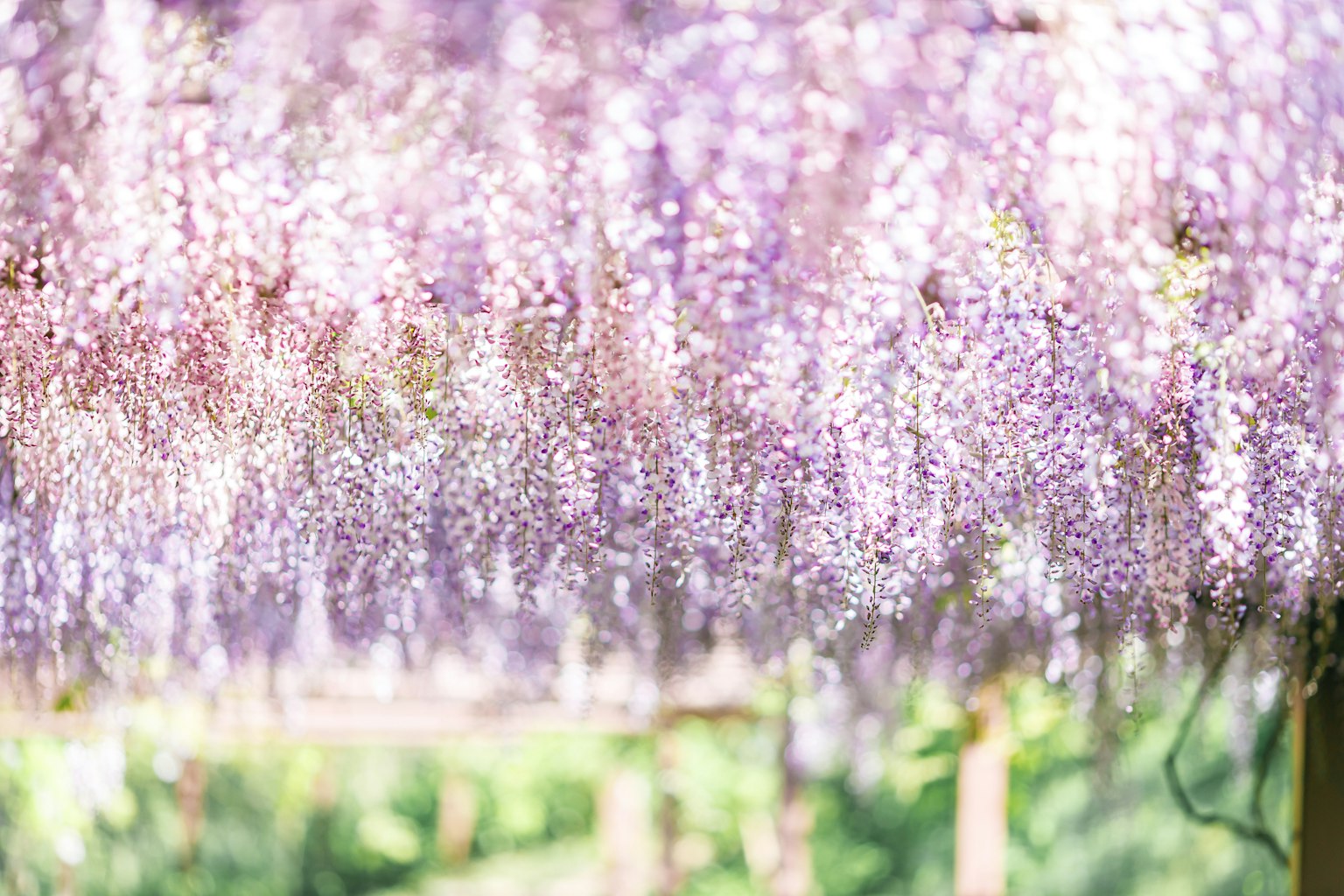 Fiori di glicine viola in piena fioritura che creano un baldacchino
