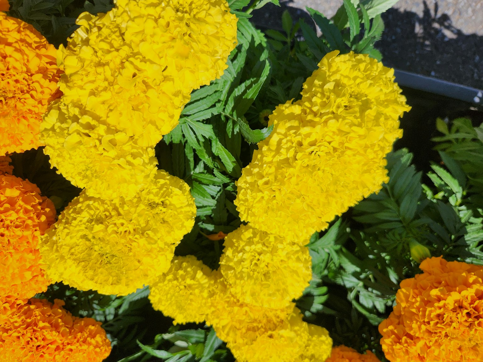 Flores de cempasúchil naranjas y amarillas vibrantes en flor