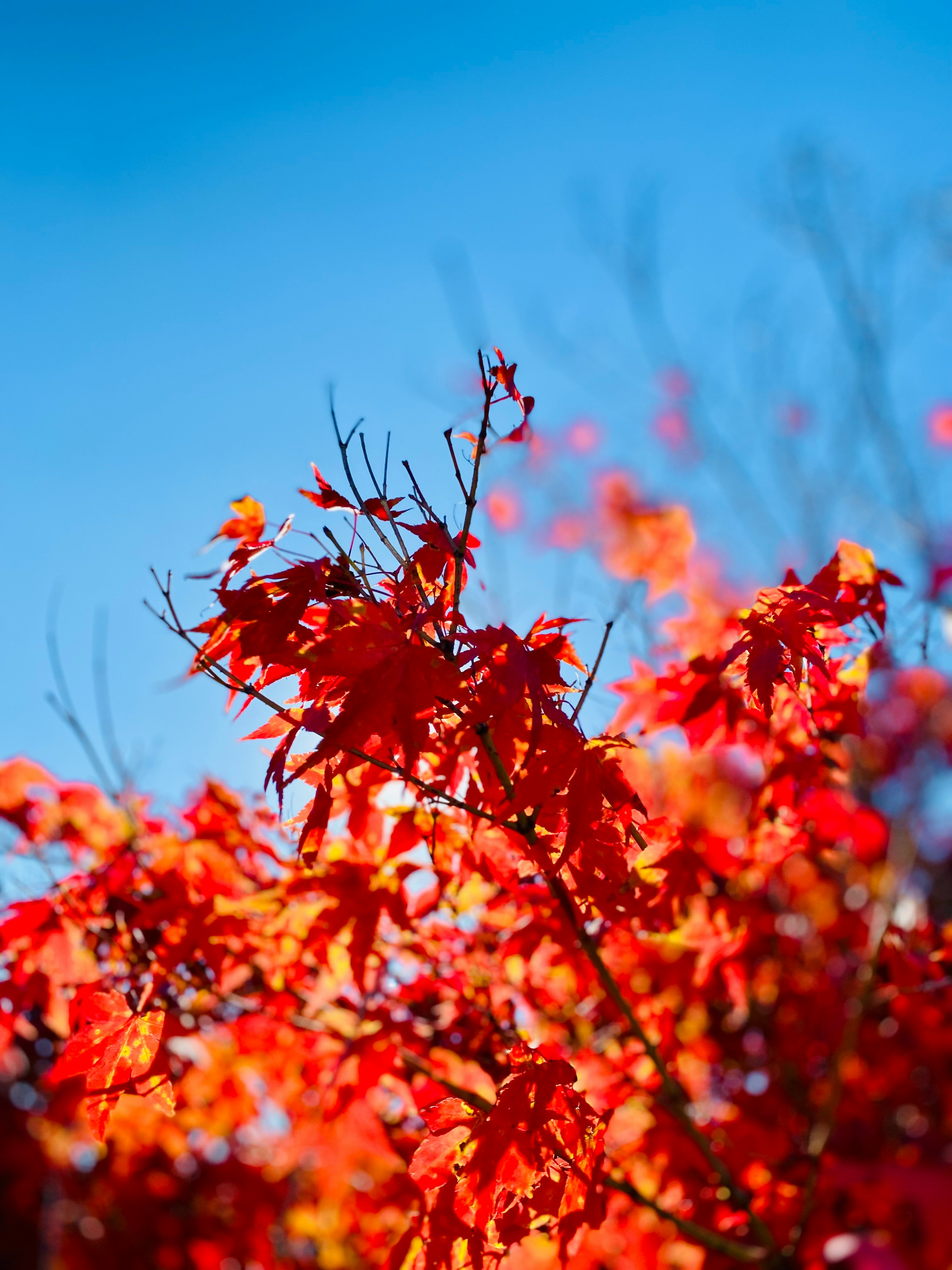 紅色秋葉與藍天的對比