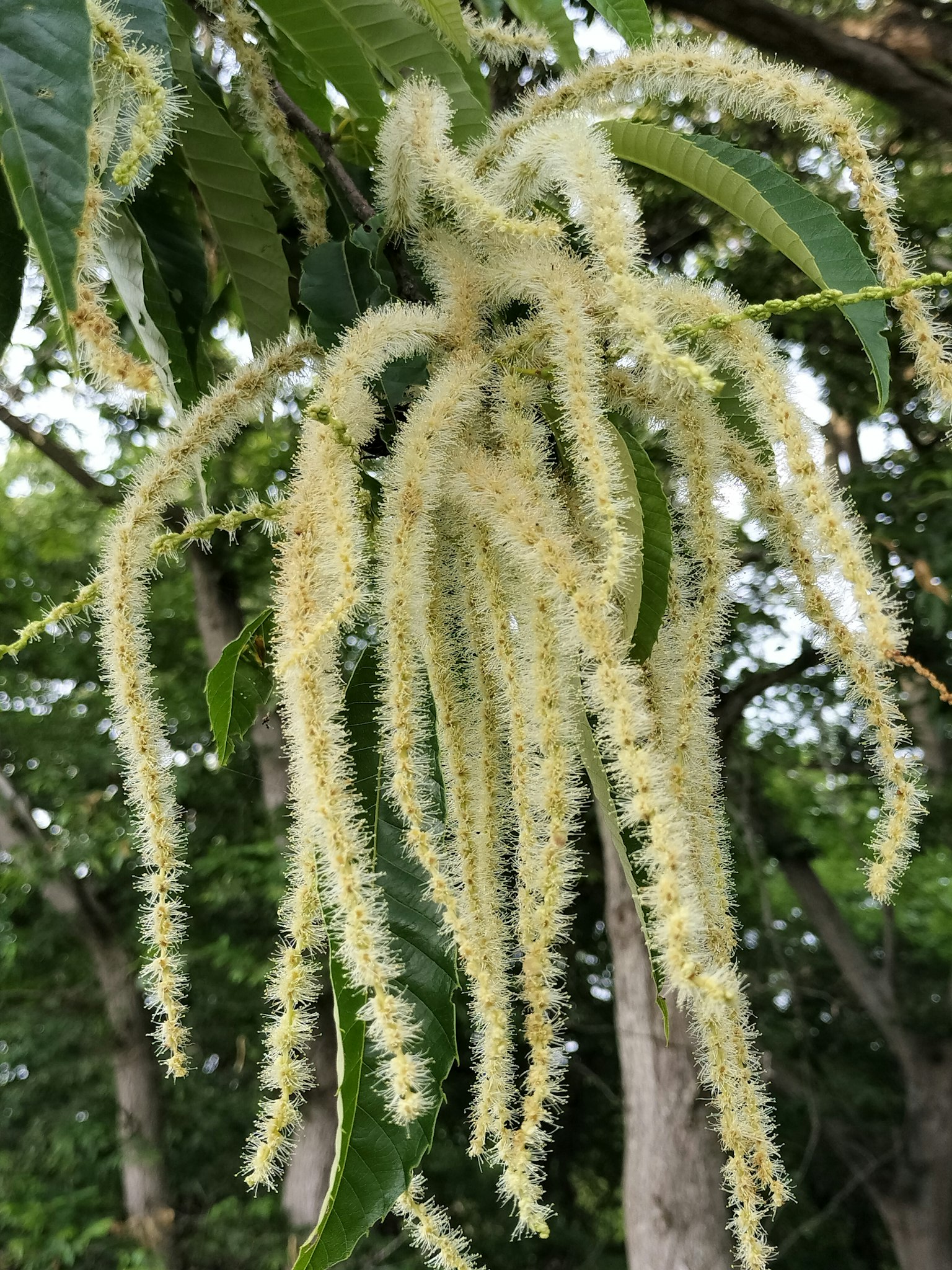 树枝上悬挂着一串串白色花朵