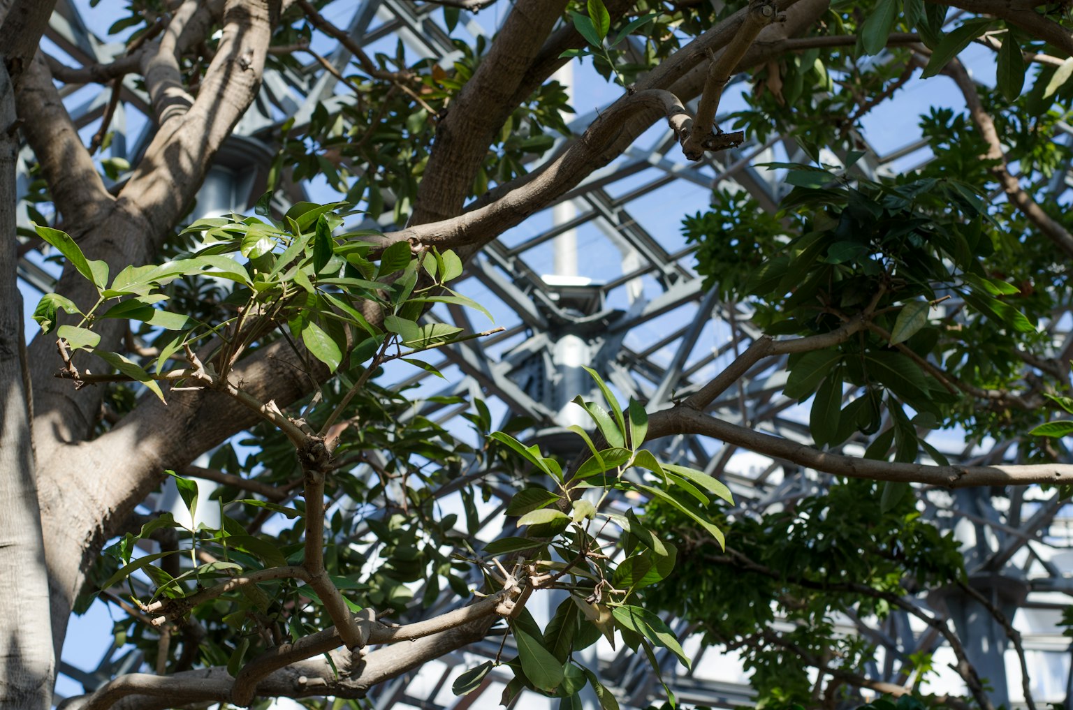 Photo of a structure with green leaves and branches visible