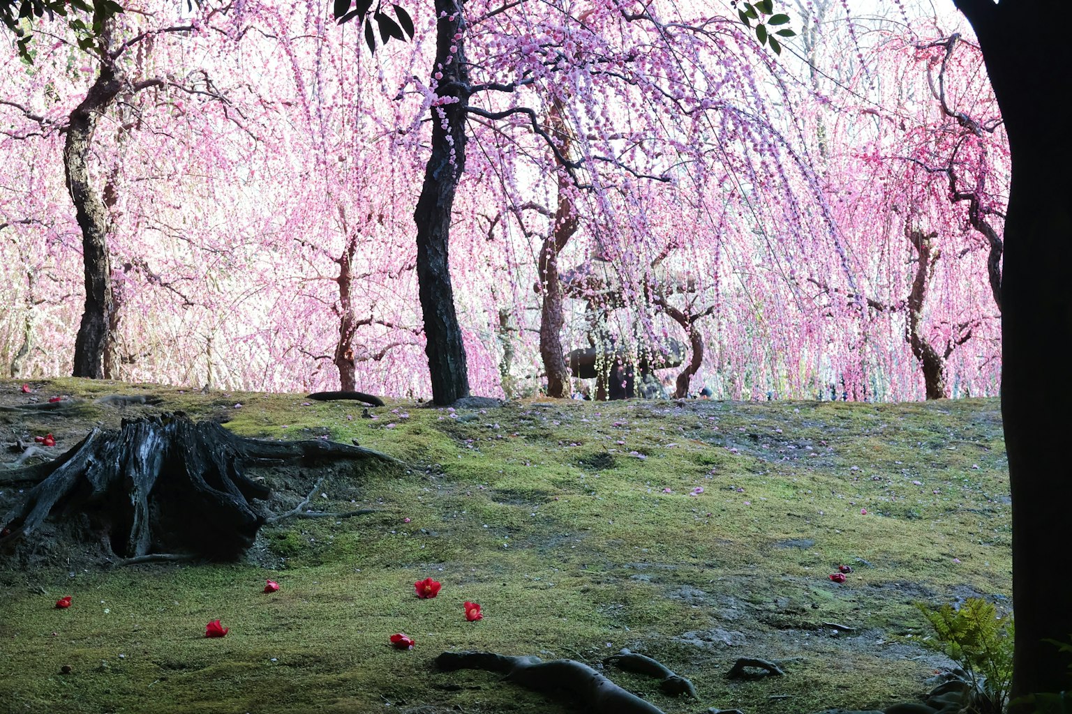 Un paysage avec des arbres à fleurs roses pâles entourant une prairie verte parsemée de fruits rouges