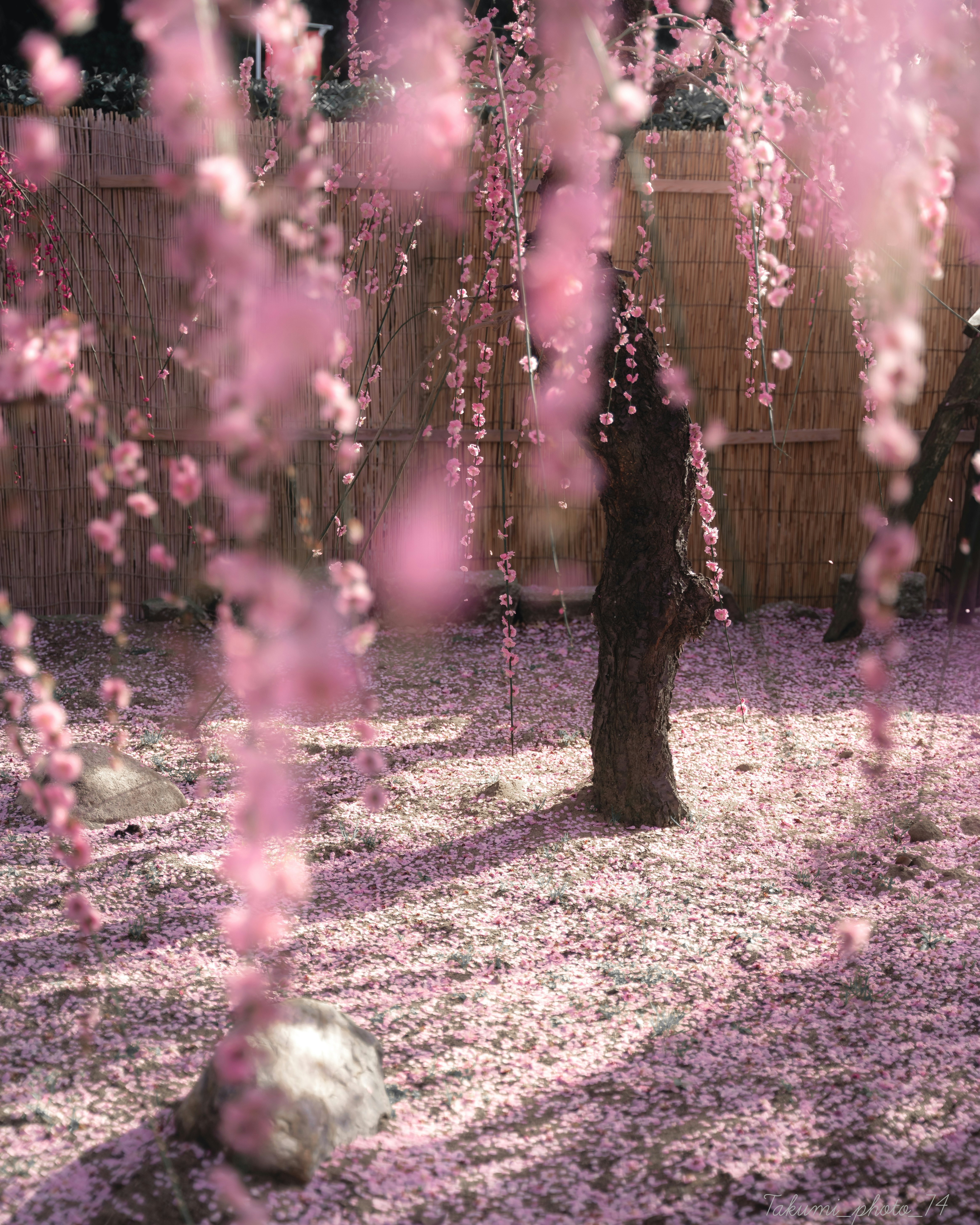 ピンクの花びらが舞う並木道の庭先