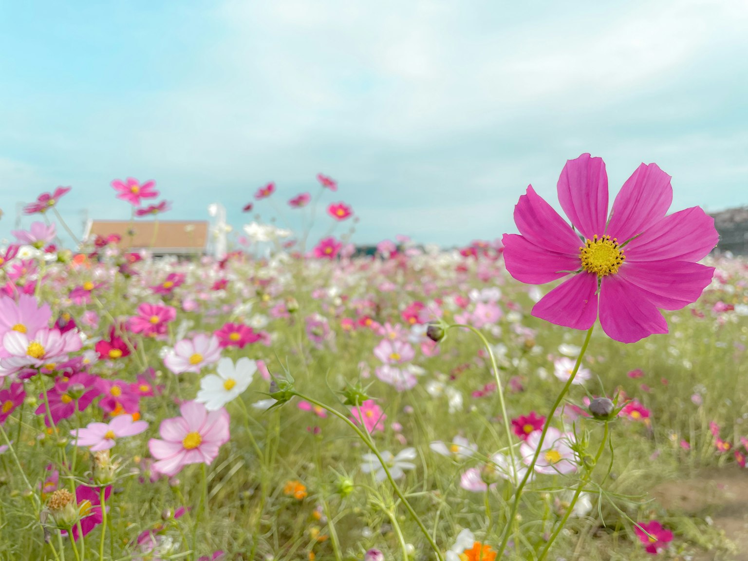 Una vibrante flor de cosmos rosa destaca en un campo de flores coloridas