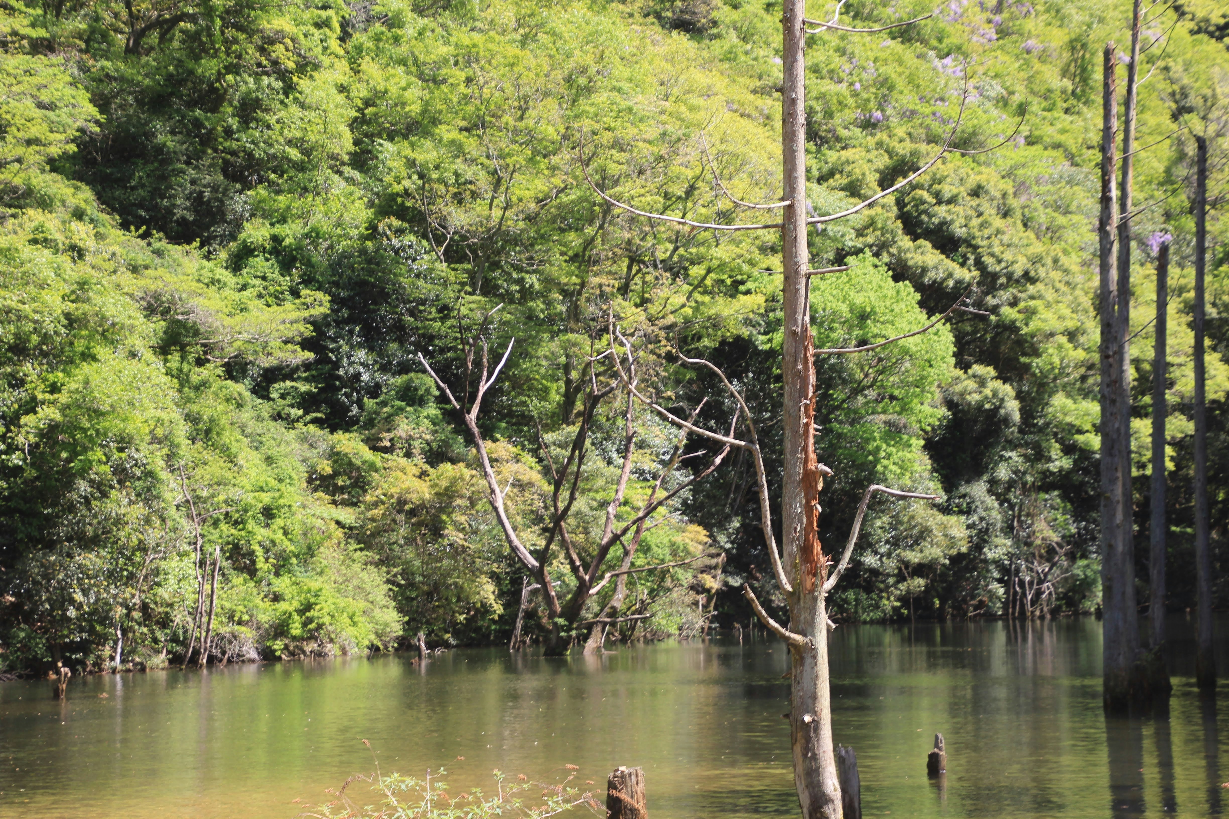 permukaan sungai di lanskap pegunungan berhutan