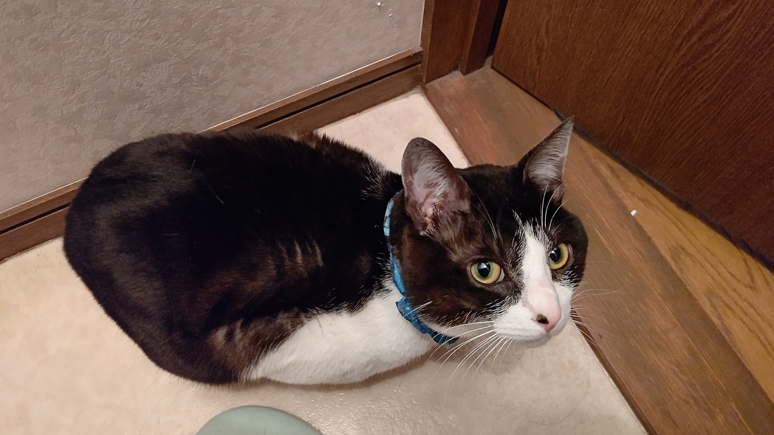 Un gatto nero e bianco seduto vicino a una porta