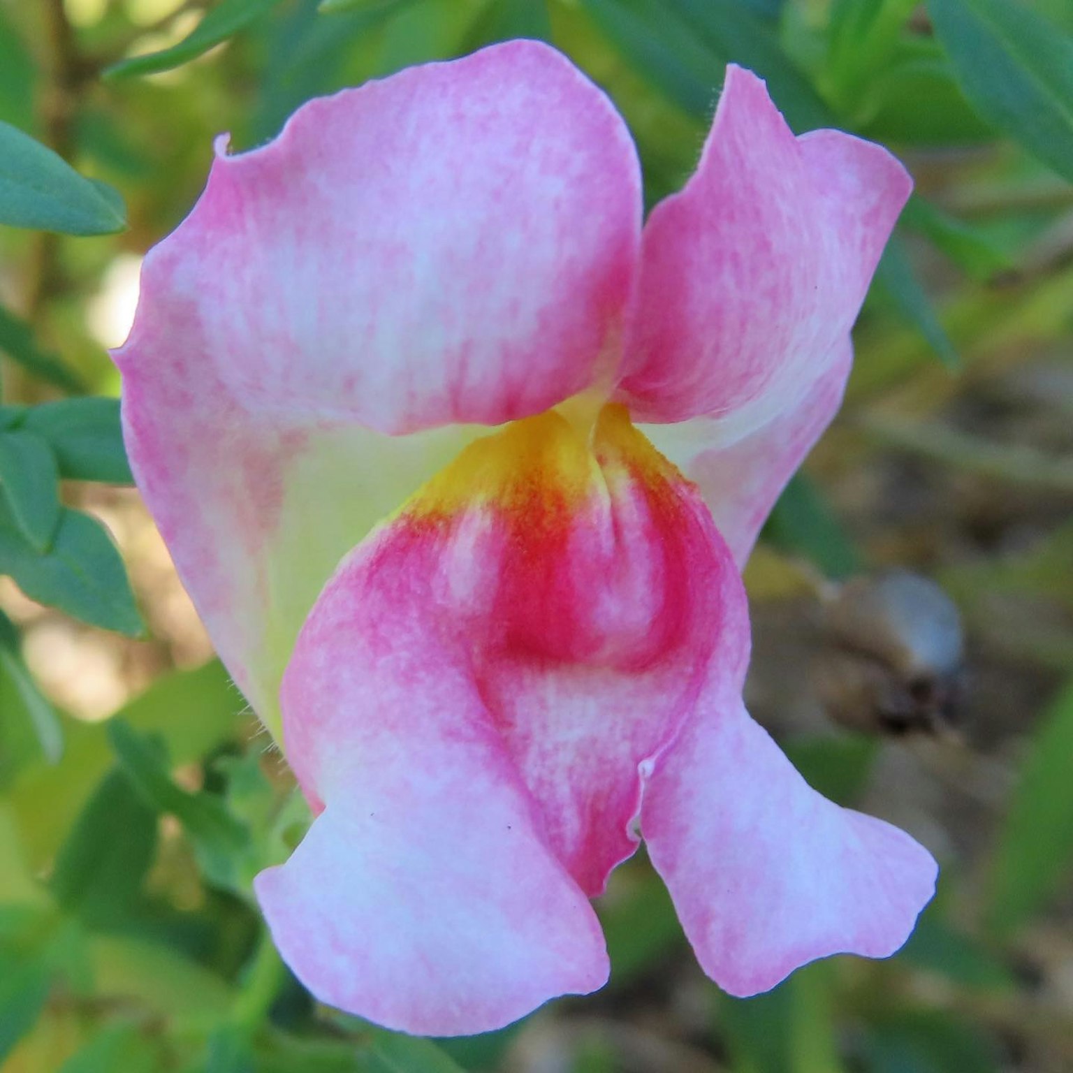Eine lebhafte rosa-gelbe Löwenmäulchenblume umgeben von grünen Blättern