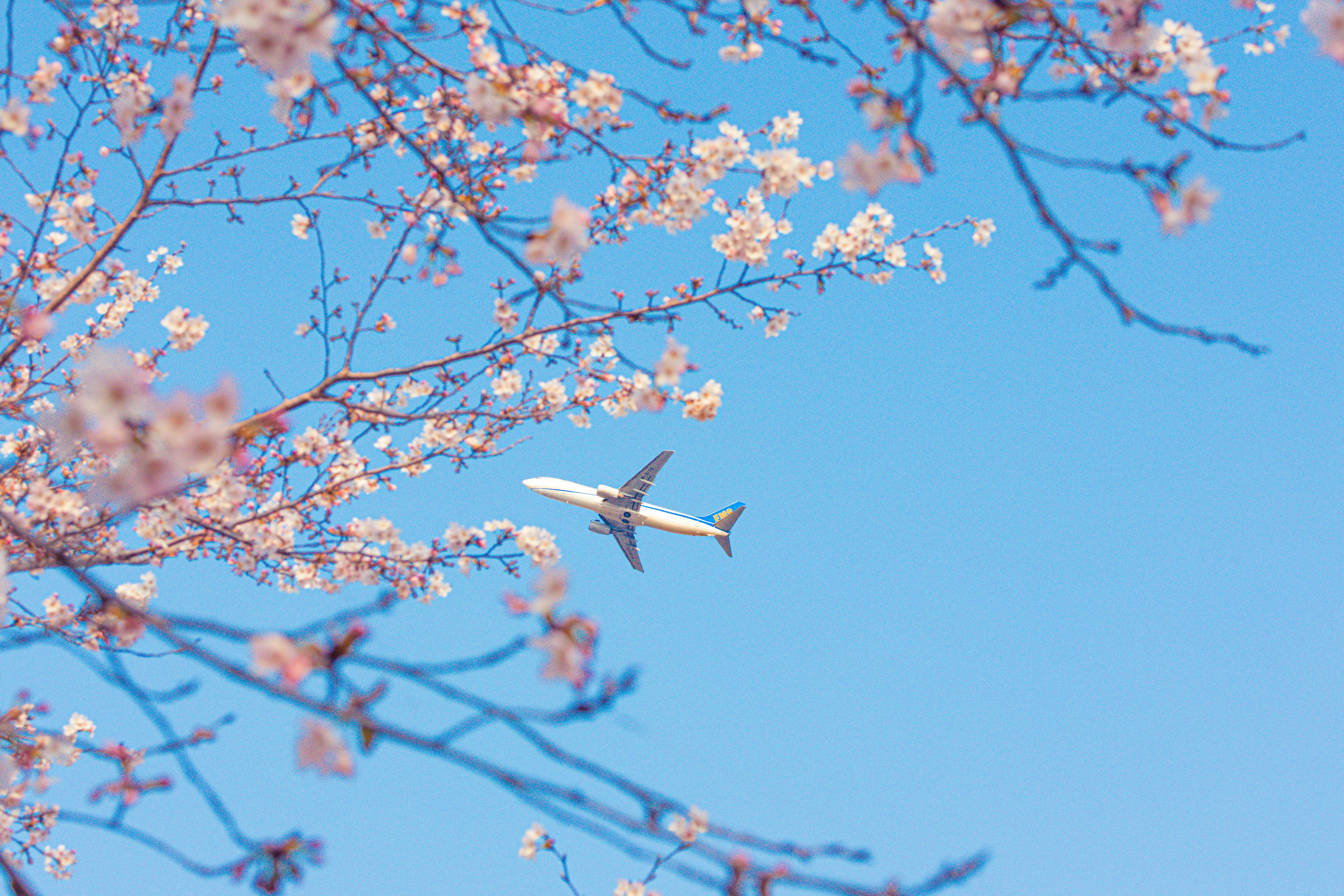 桜の枝の間を飛ぶ飛行機と青空の下の春の空