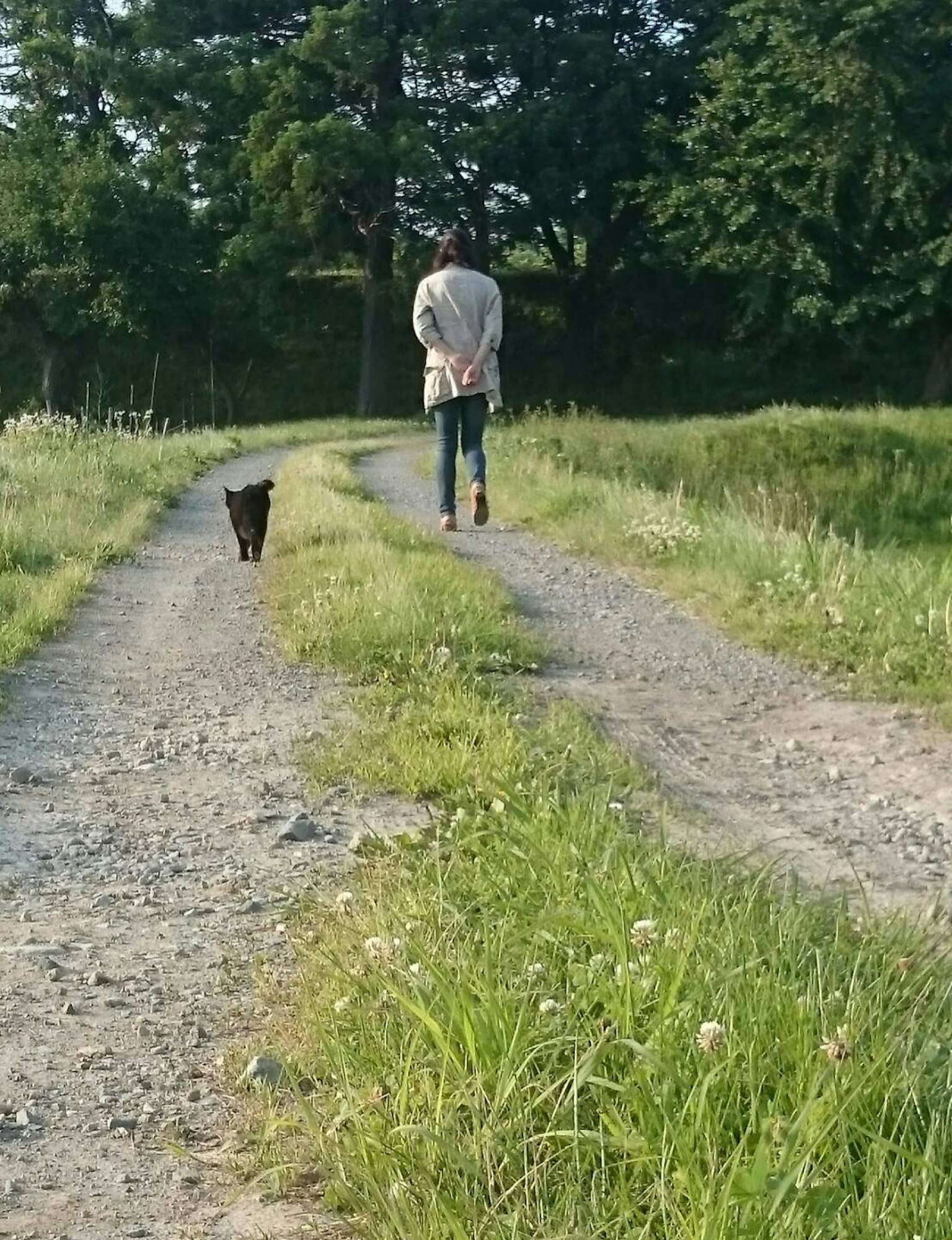 一個人在草地上和一隻狗沿著小路散步