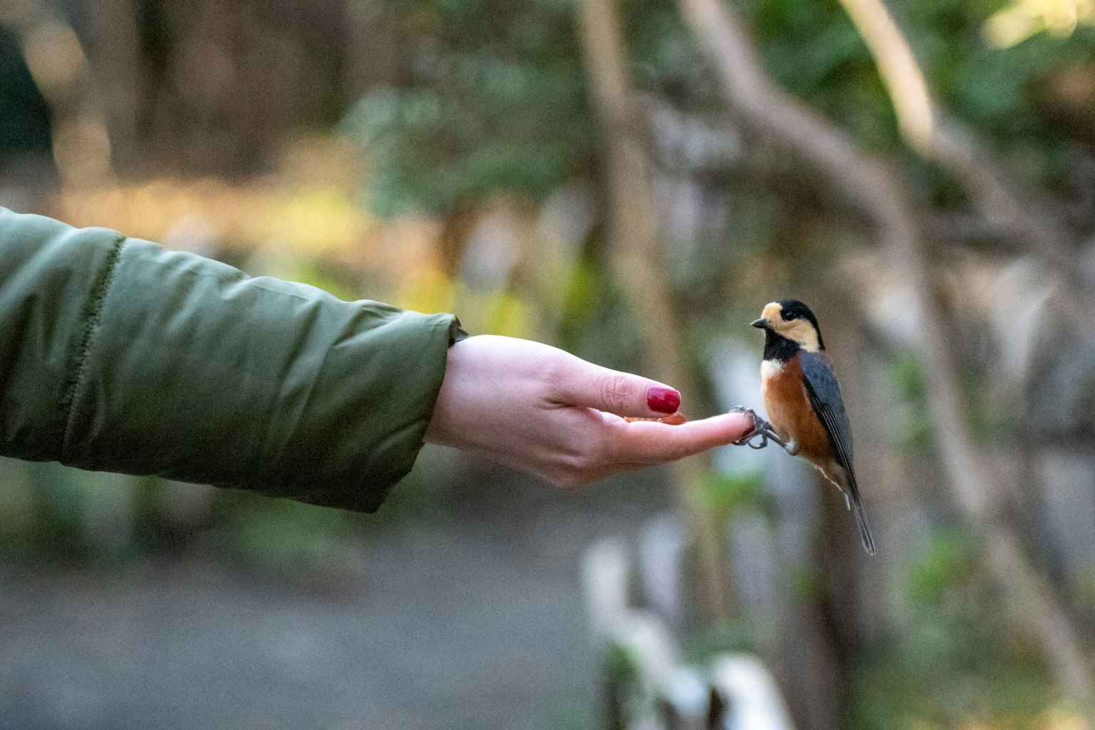Un uccello appollaiato su una mano tesa con uno sfondo verde sfocato