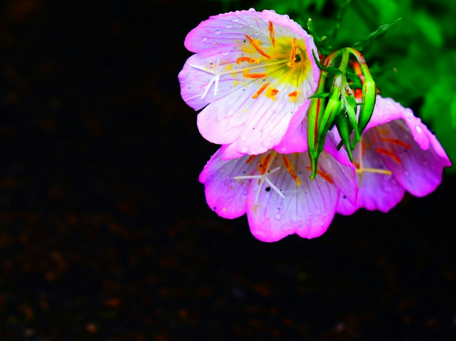 Fiori rosa vivaci che fioriscono tra foglie verdi
