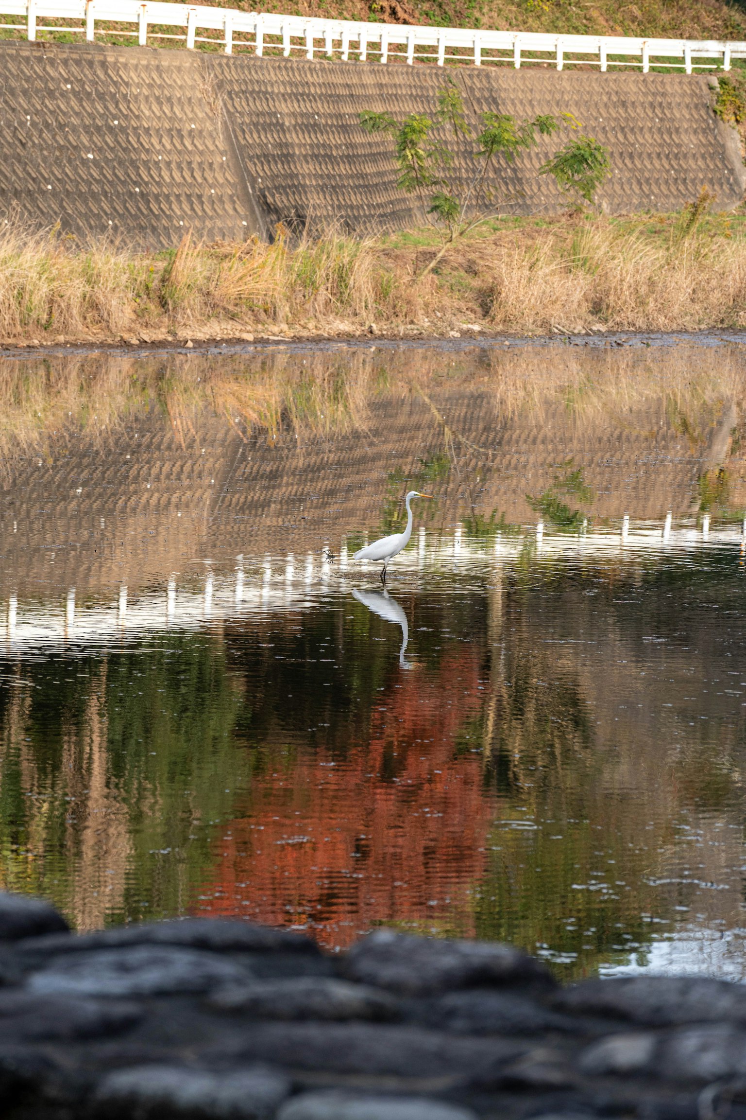 Una garza blanca de pie junto al agua con su reflejo visible