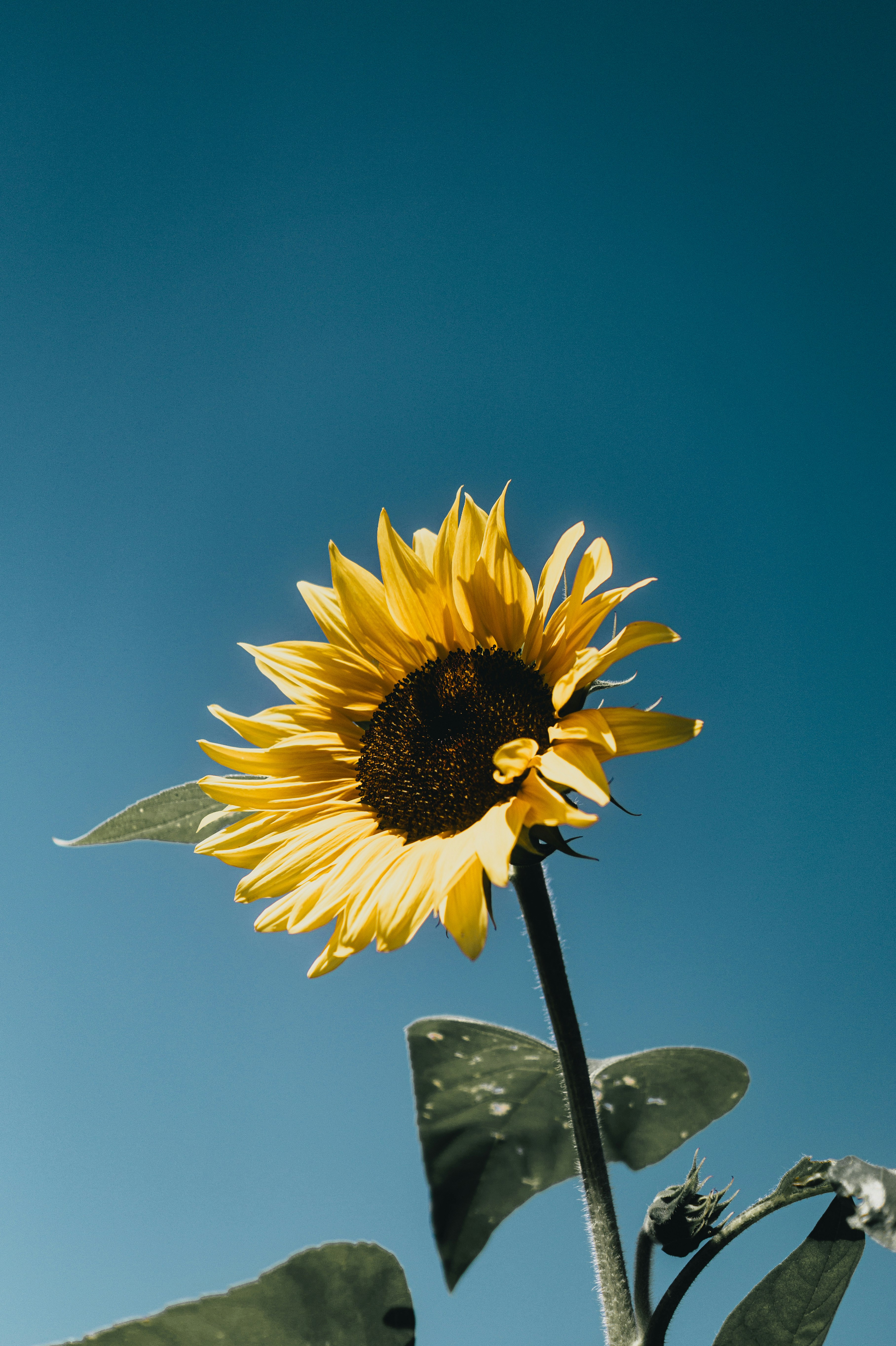 青空の下で咲くひまわりの花