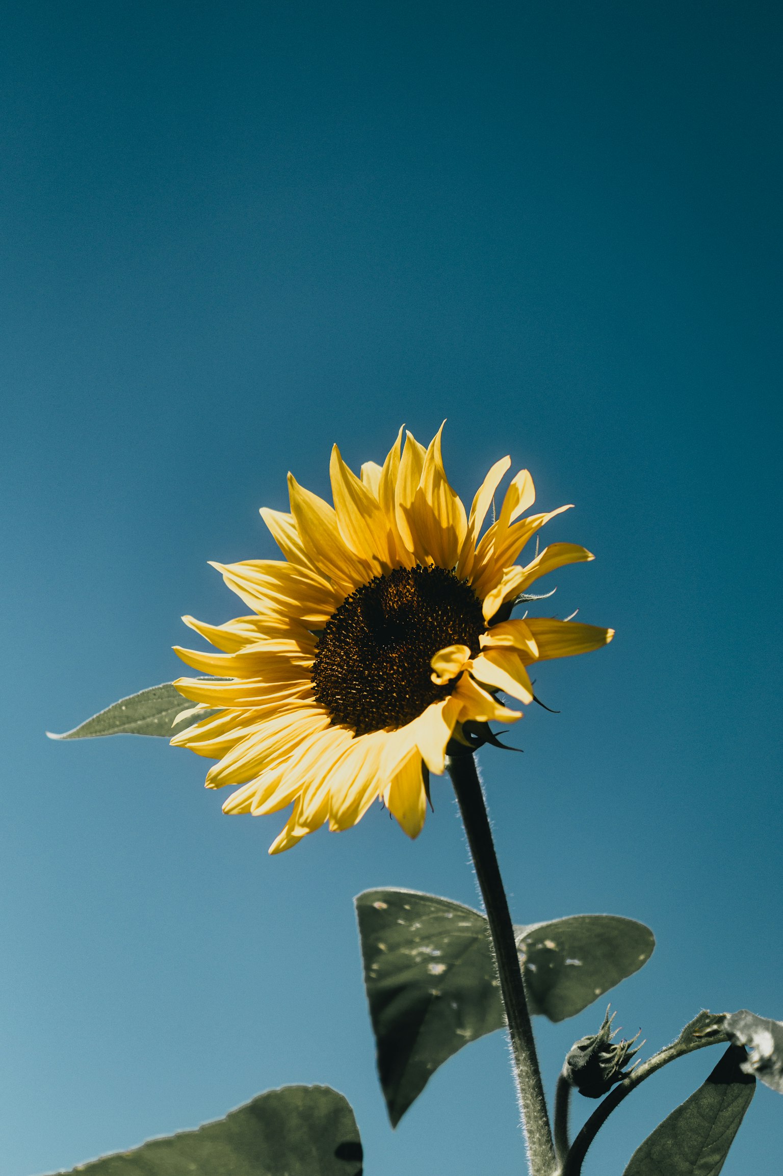 Tournesol vibrant fleurissant sous un ciel bleu