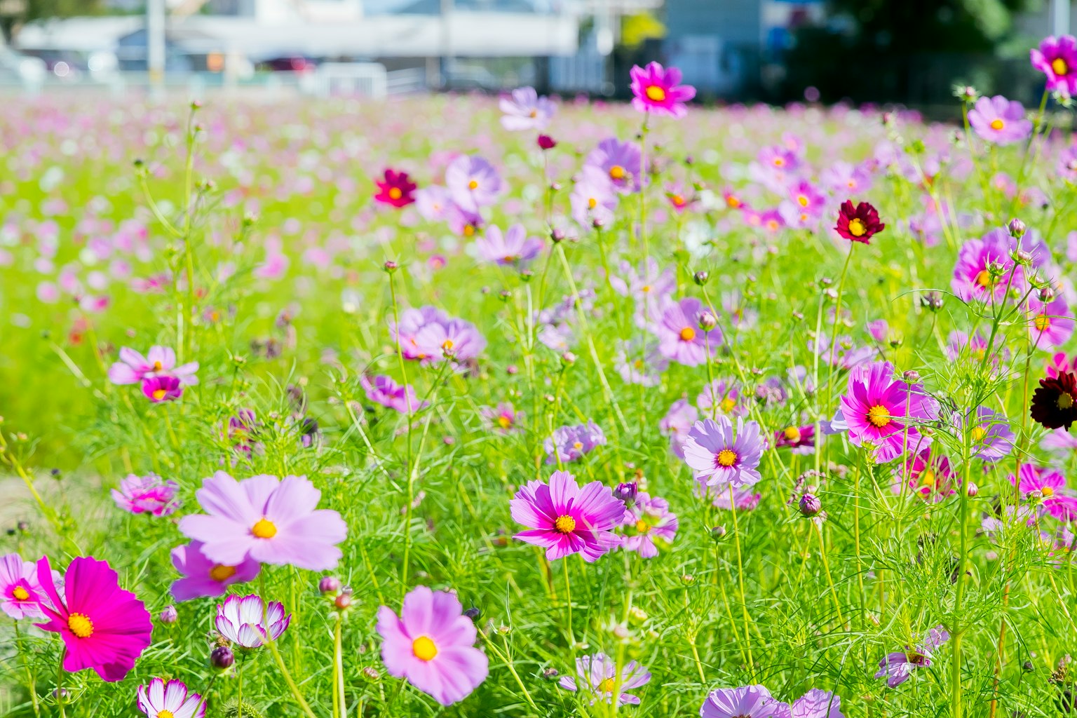 Lapangan bunga cosmos yang hidup dengan berbagai nuansa ungu dan merah muda