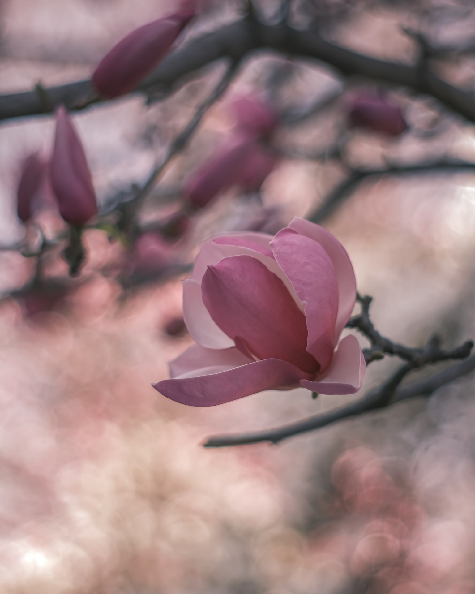 Hoa magnolia với cánh hoa hồng nhạt nở trên cành
