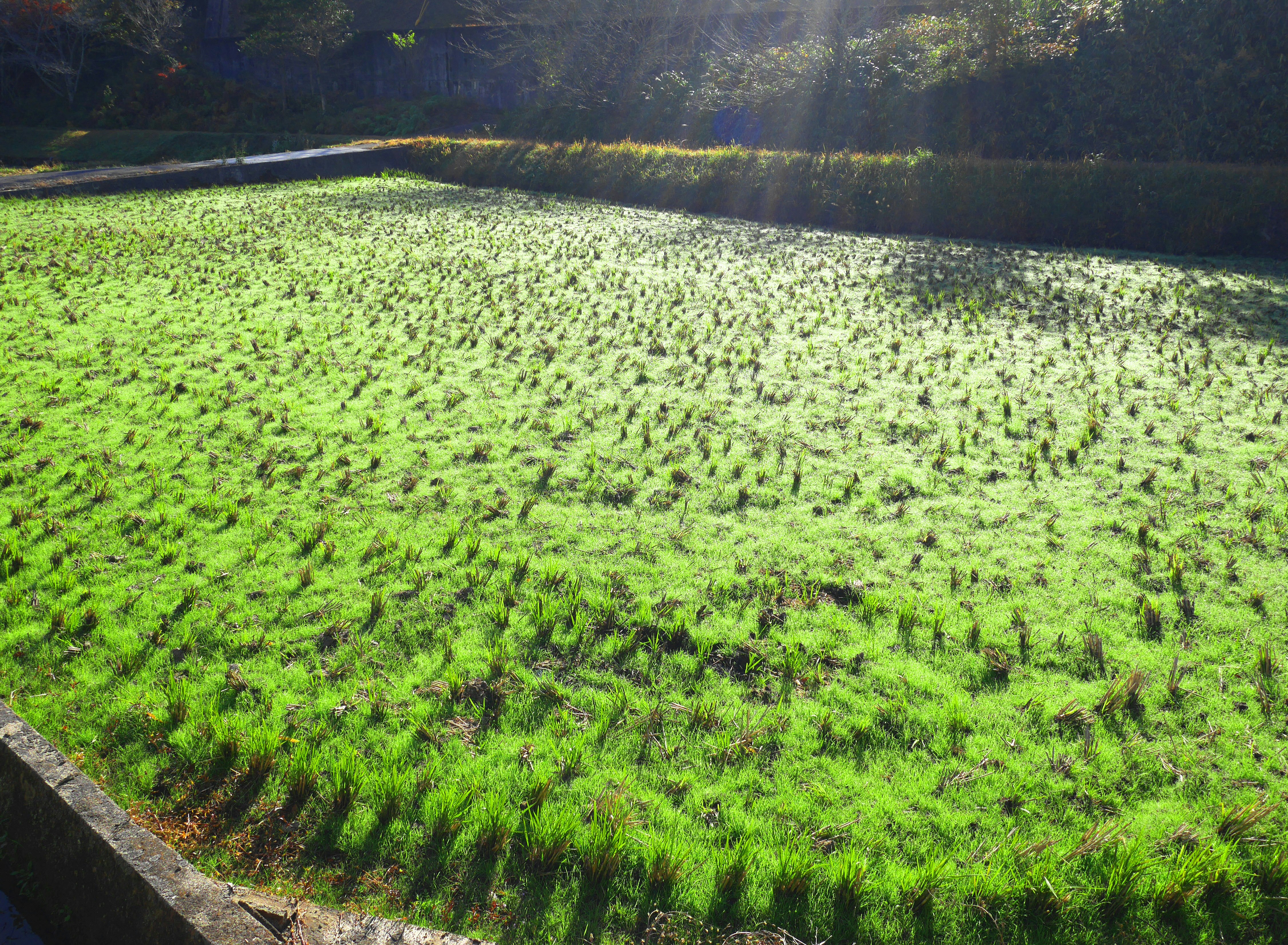 田んぼの稲刈り前の緑の水田風景