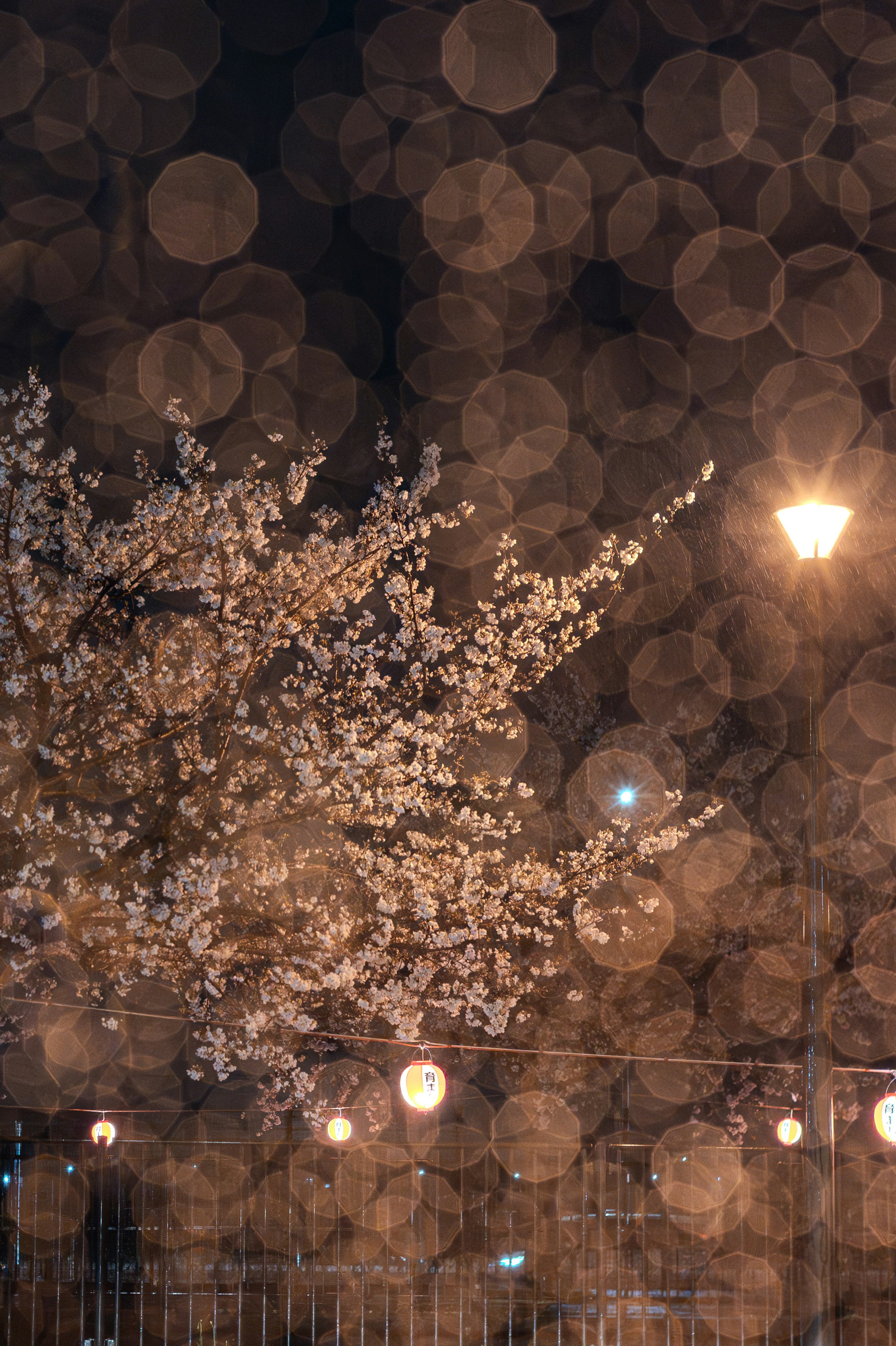 雨の降る夜桜の並木と街灯の光