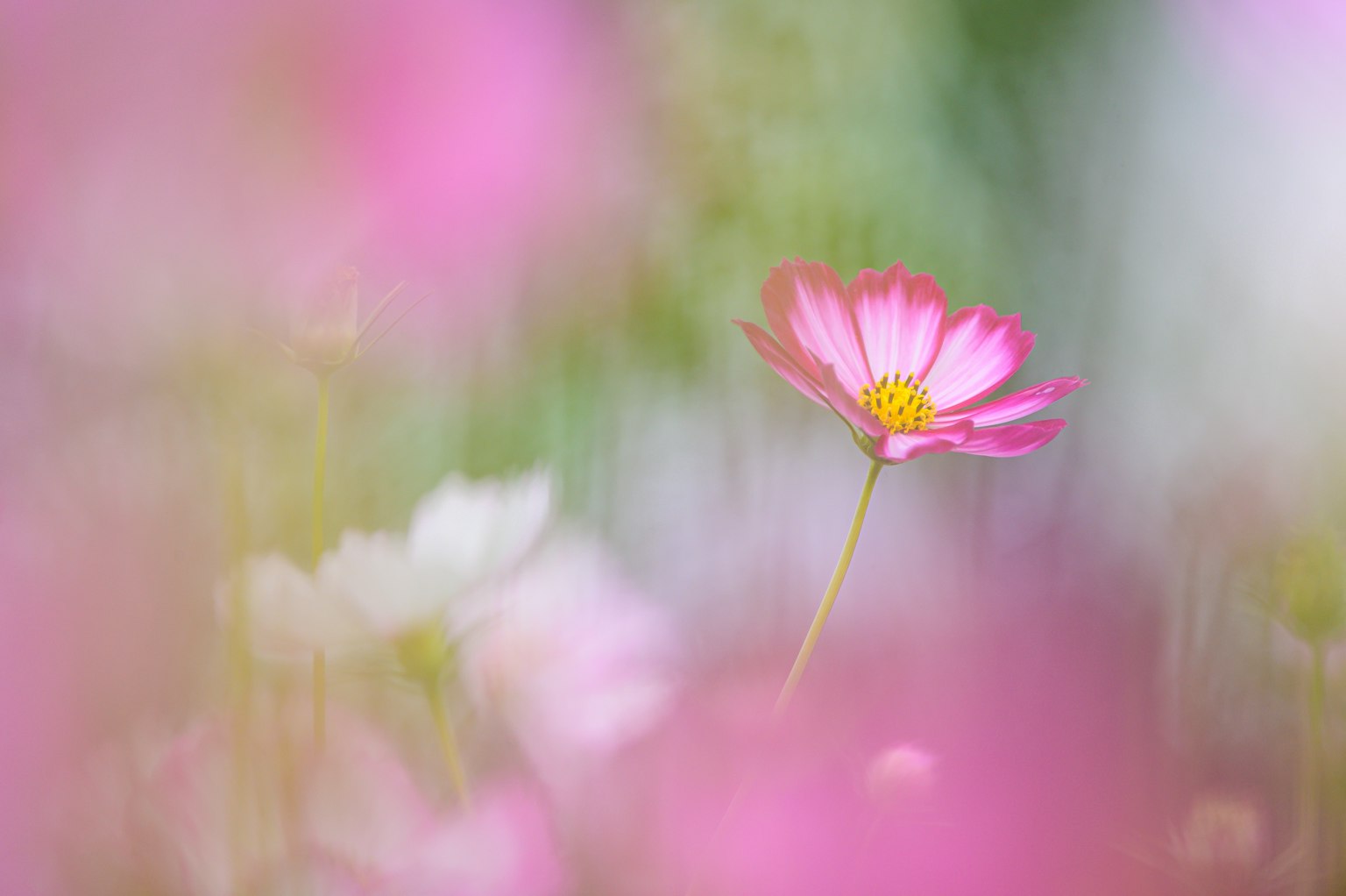 Un singolo fiore rosa si distingue tra fiori sfocati dai colori tenui