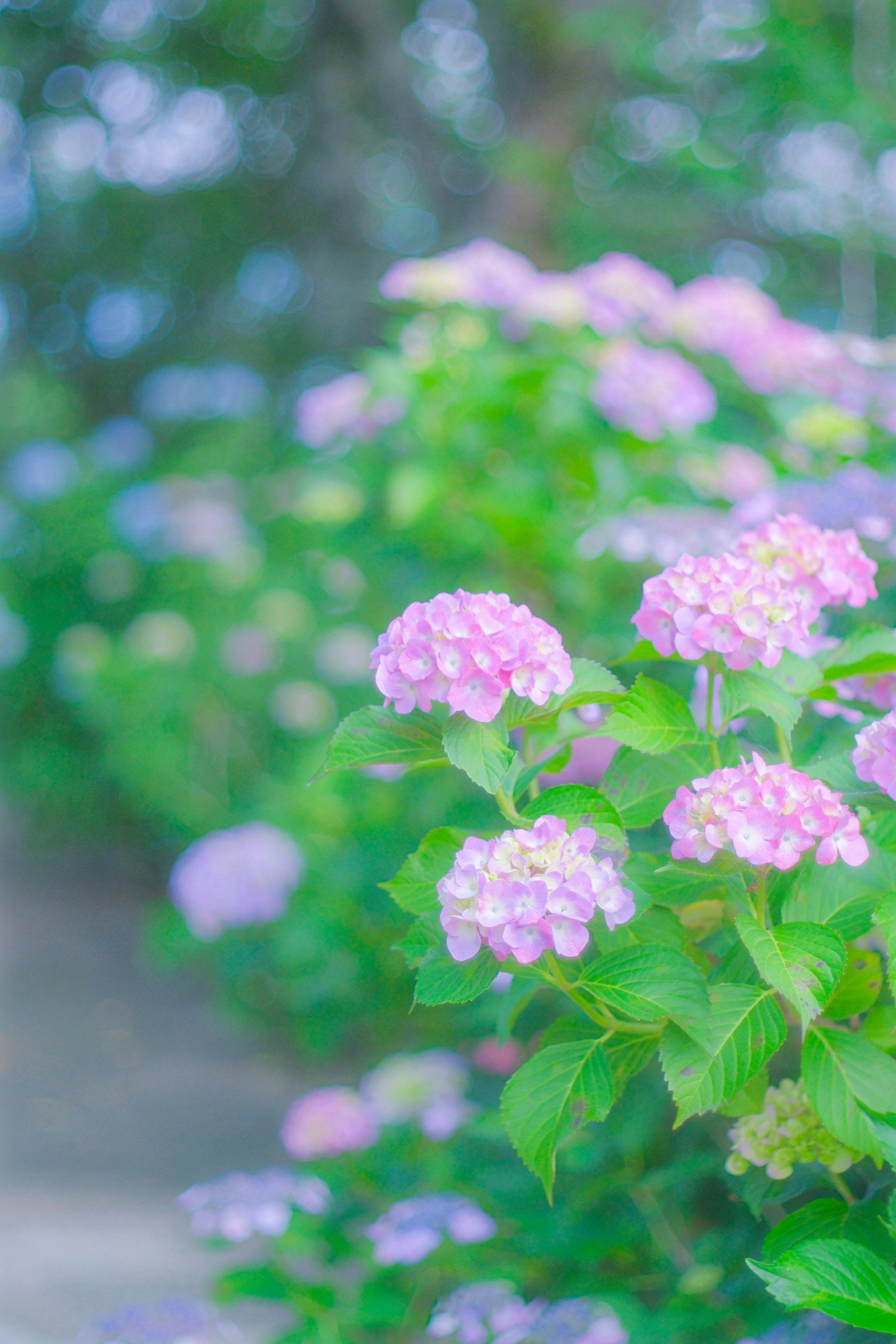 柔和色彩的绣球花在花园中盛开