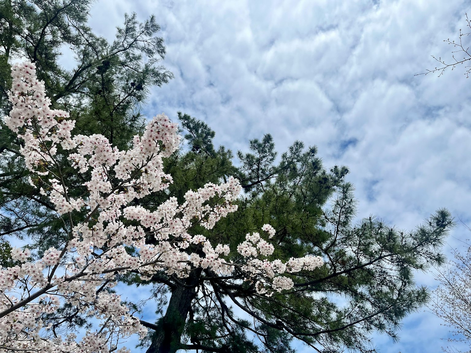 Fiori di ciliegio in fiore sotto un cielo blu con alberi verdi