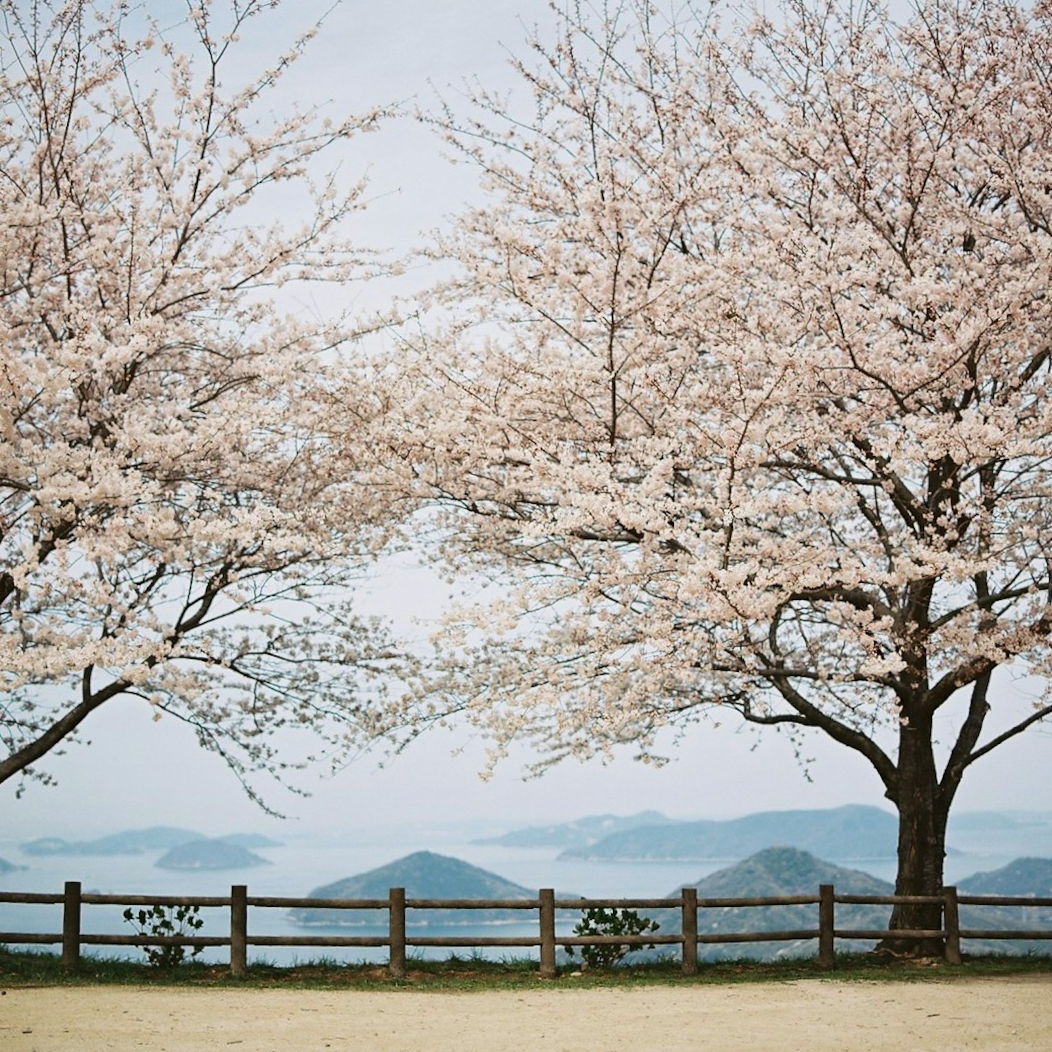 Pemandangan indah dengan pohon sakura dan pegunungan di kejauhan