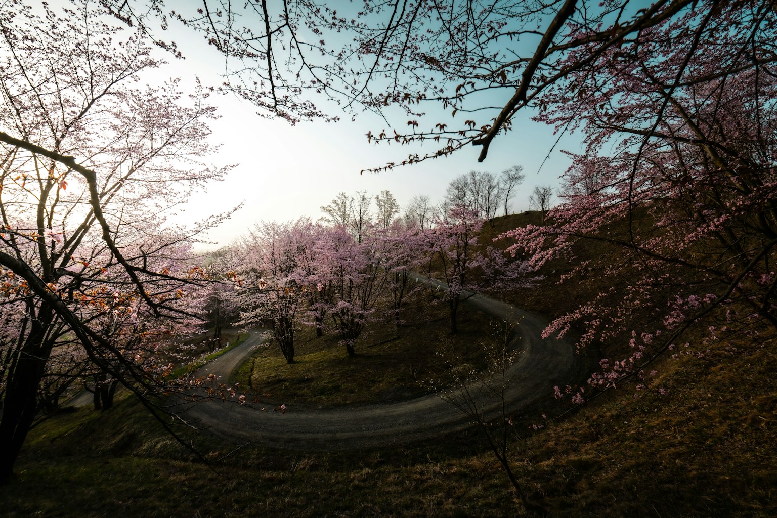 櫻花盛開、蜿蜒道路和日落的美麗景色