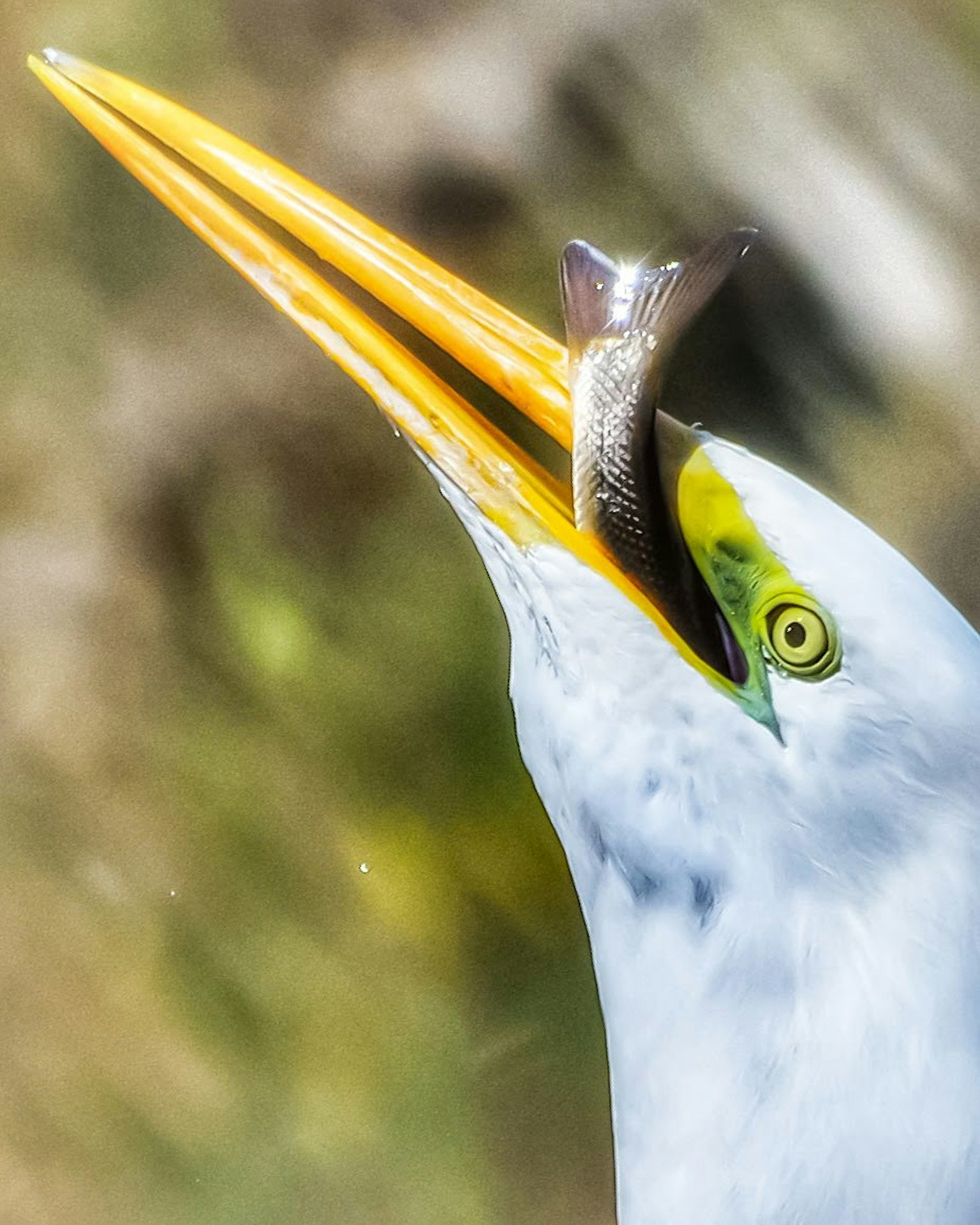 Nahaufnahme eines weißen Reihers mit einem Fisch
