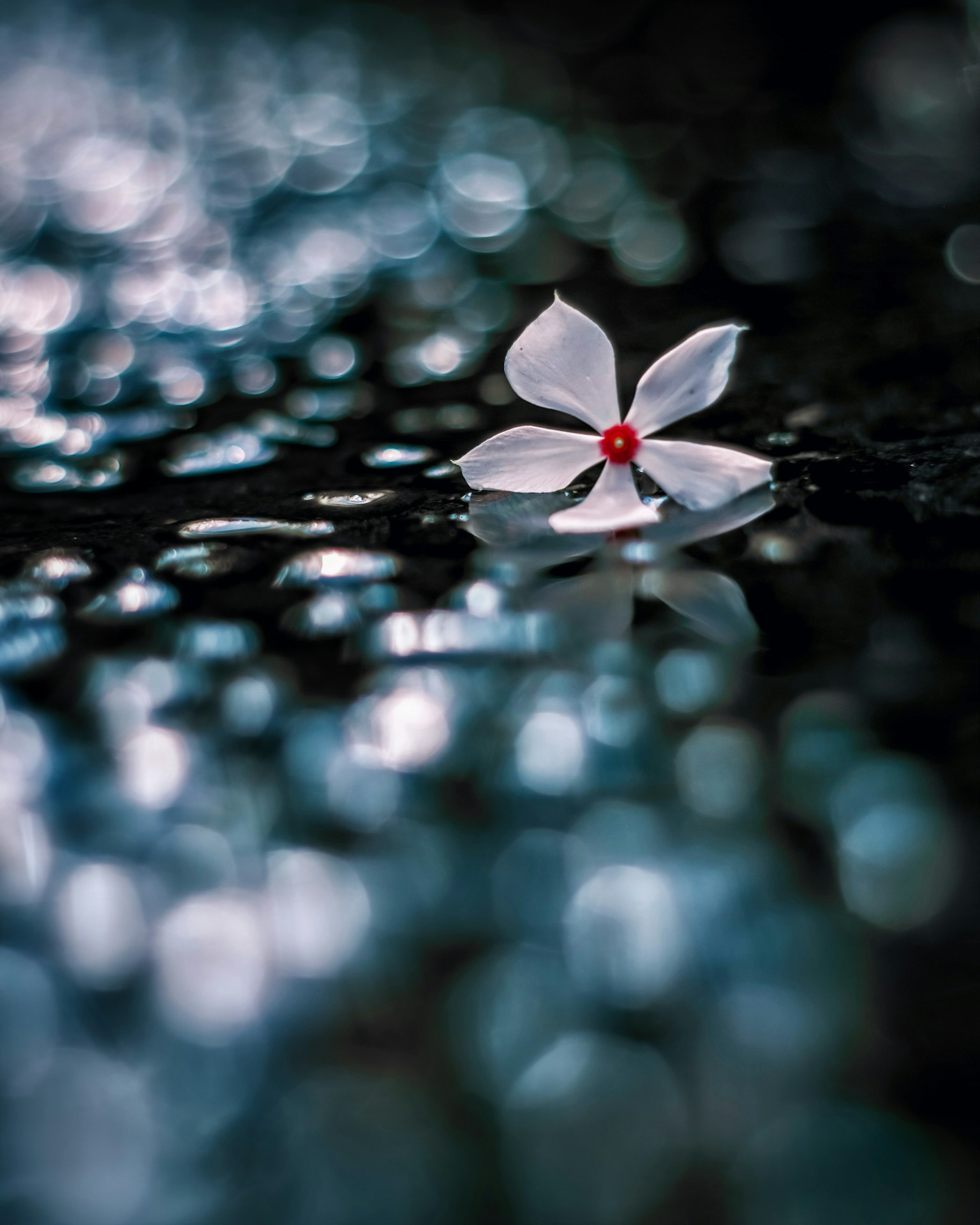 A beautiful scene of a white flower petal with a red center floating on water