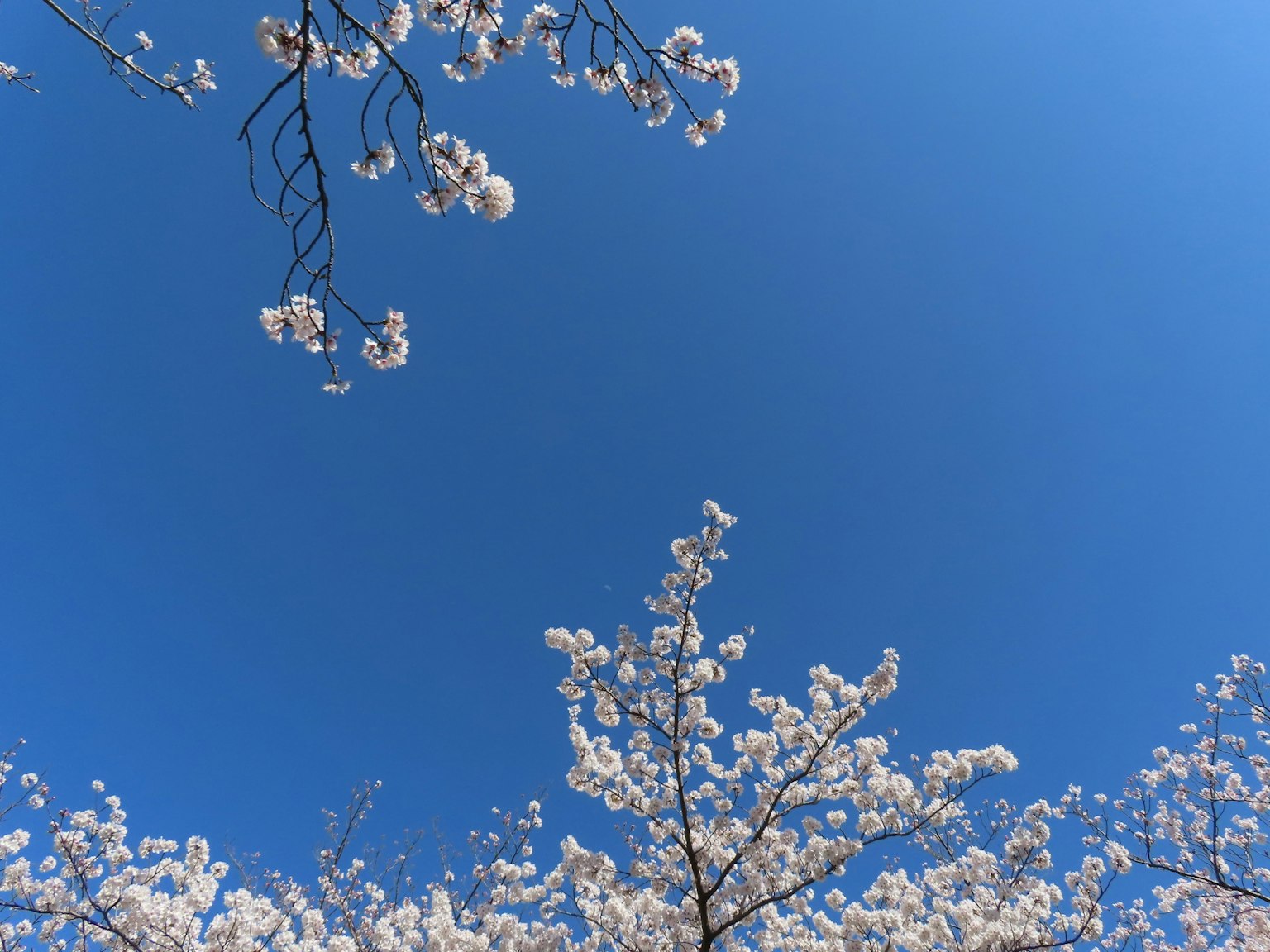 ทิวทัศน์สวยงามของดอกซากุระกับท้องฟ้าสีฟ้าใส