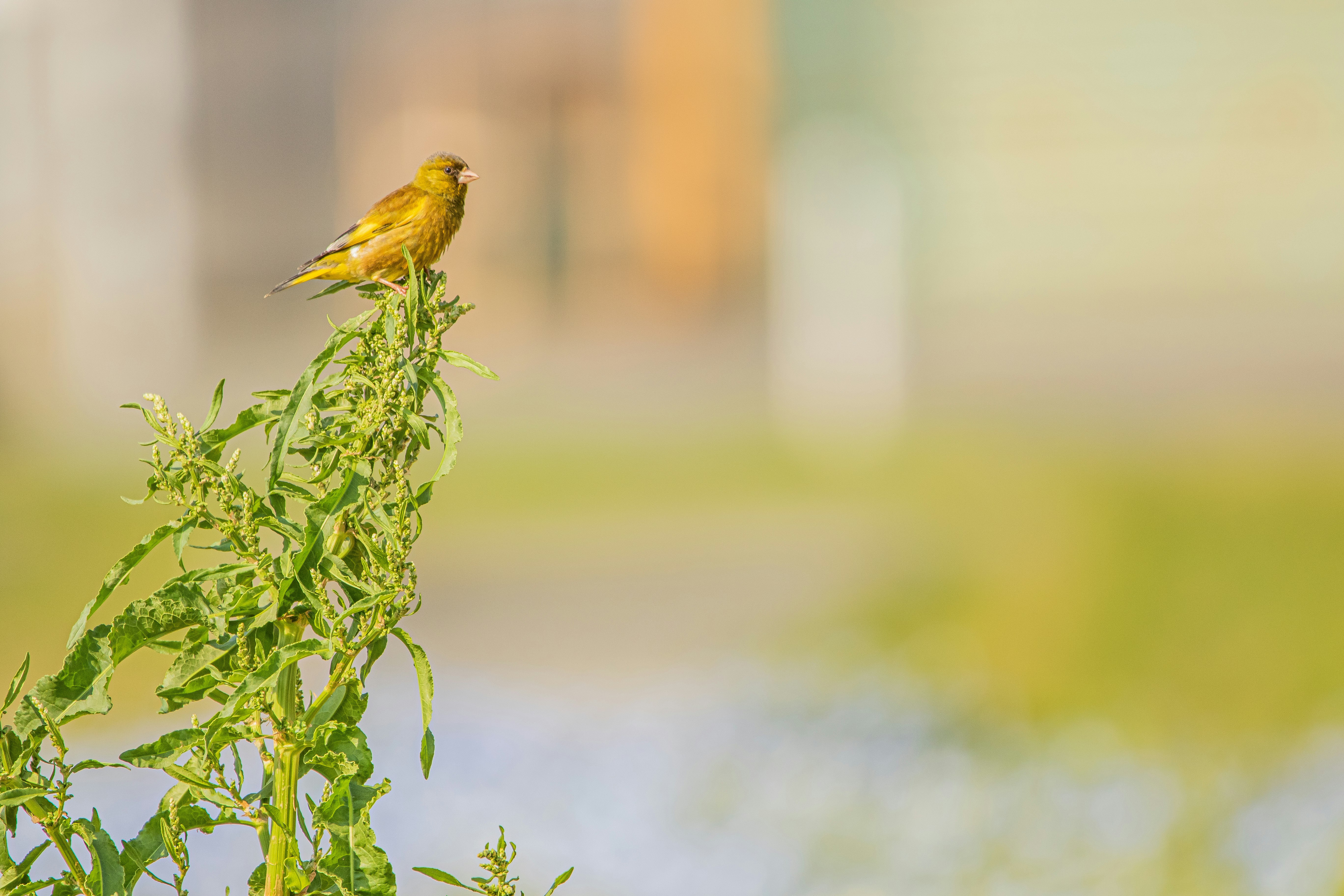 A yellow bird perched on top of a green plant