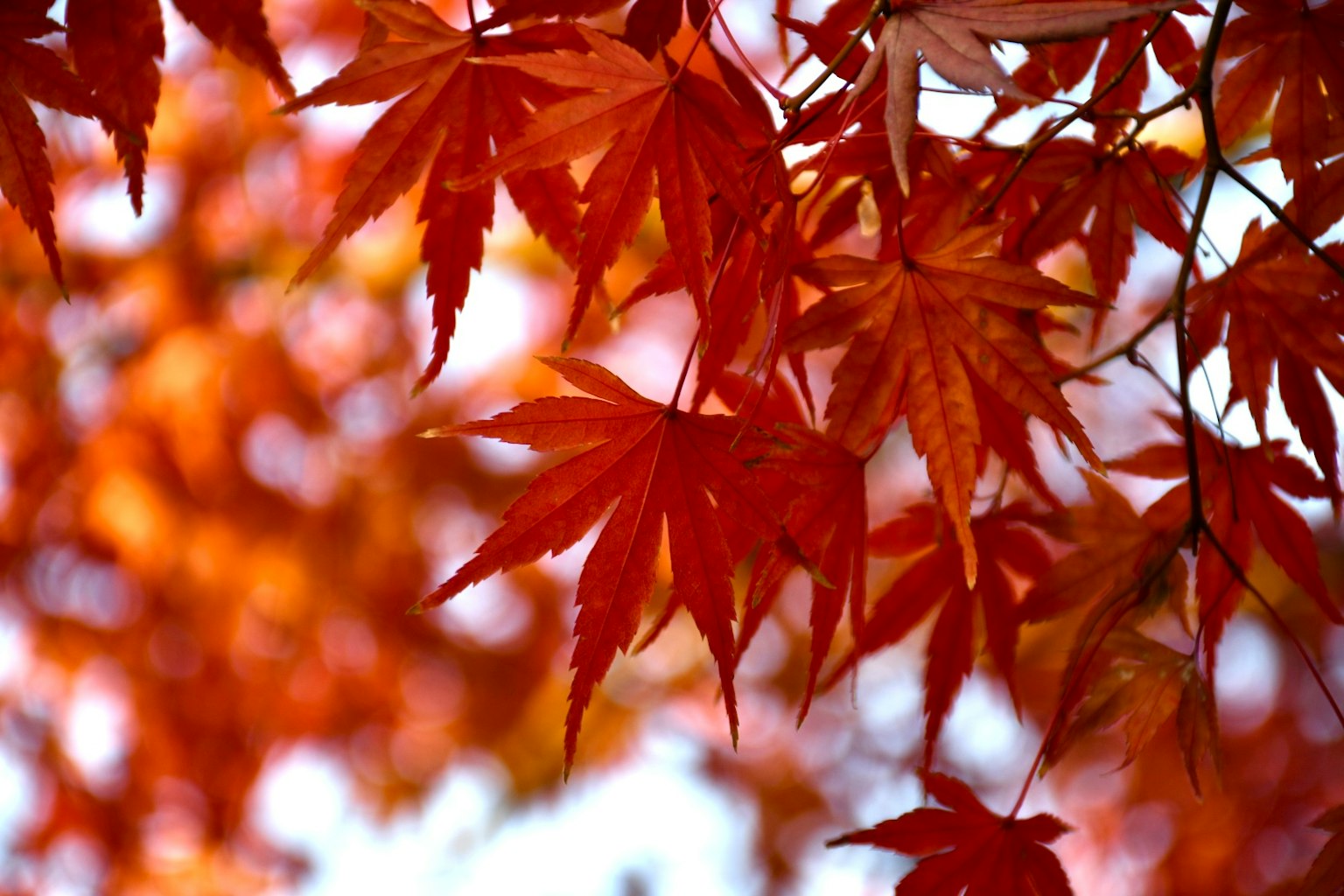 Feuilles d'érable vibrantes en rouge sur un fond orange flou